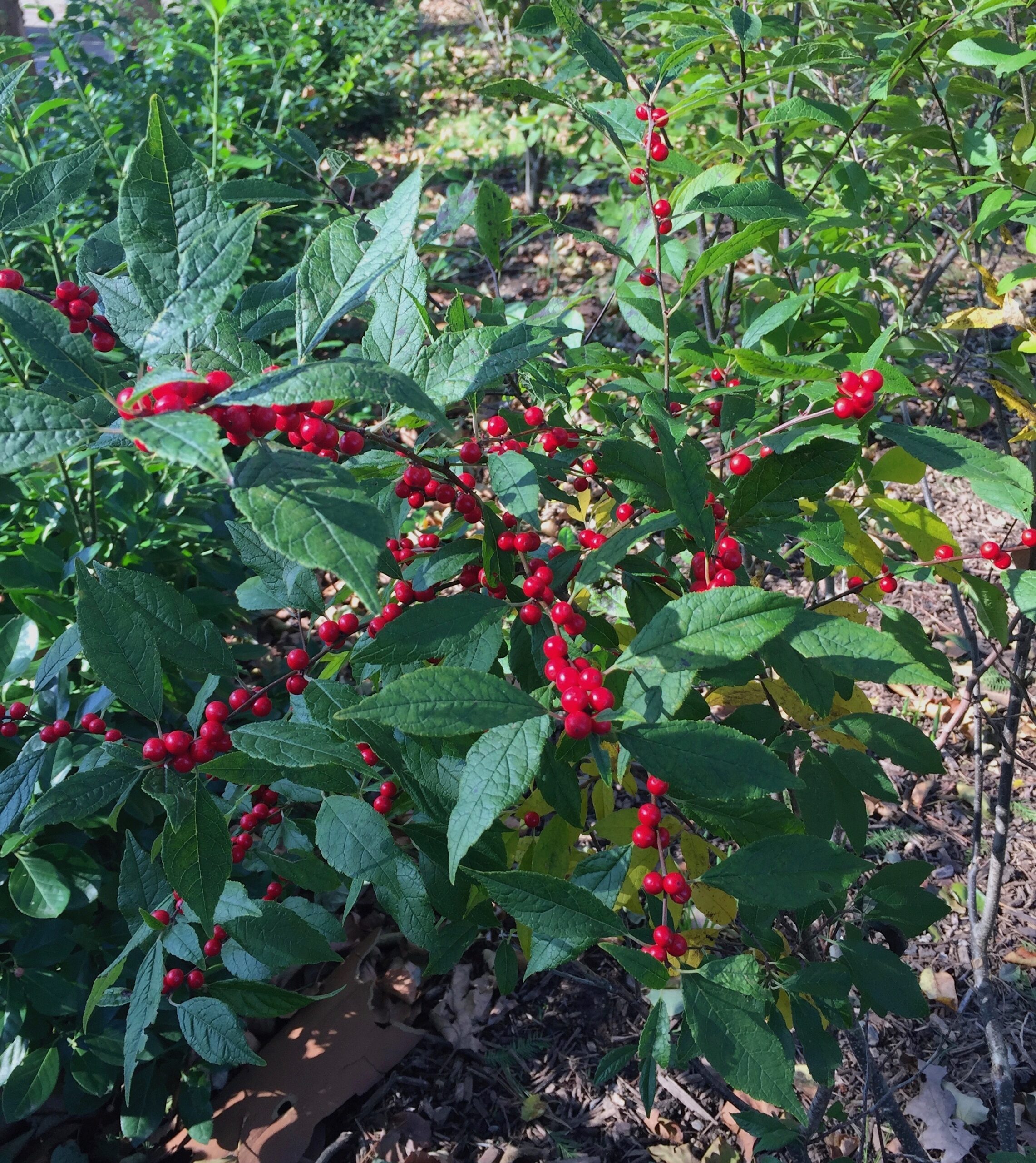 Ilex verticillata ‘Winter Red’ - winterberry