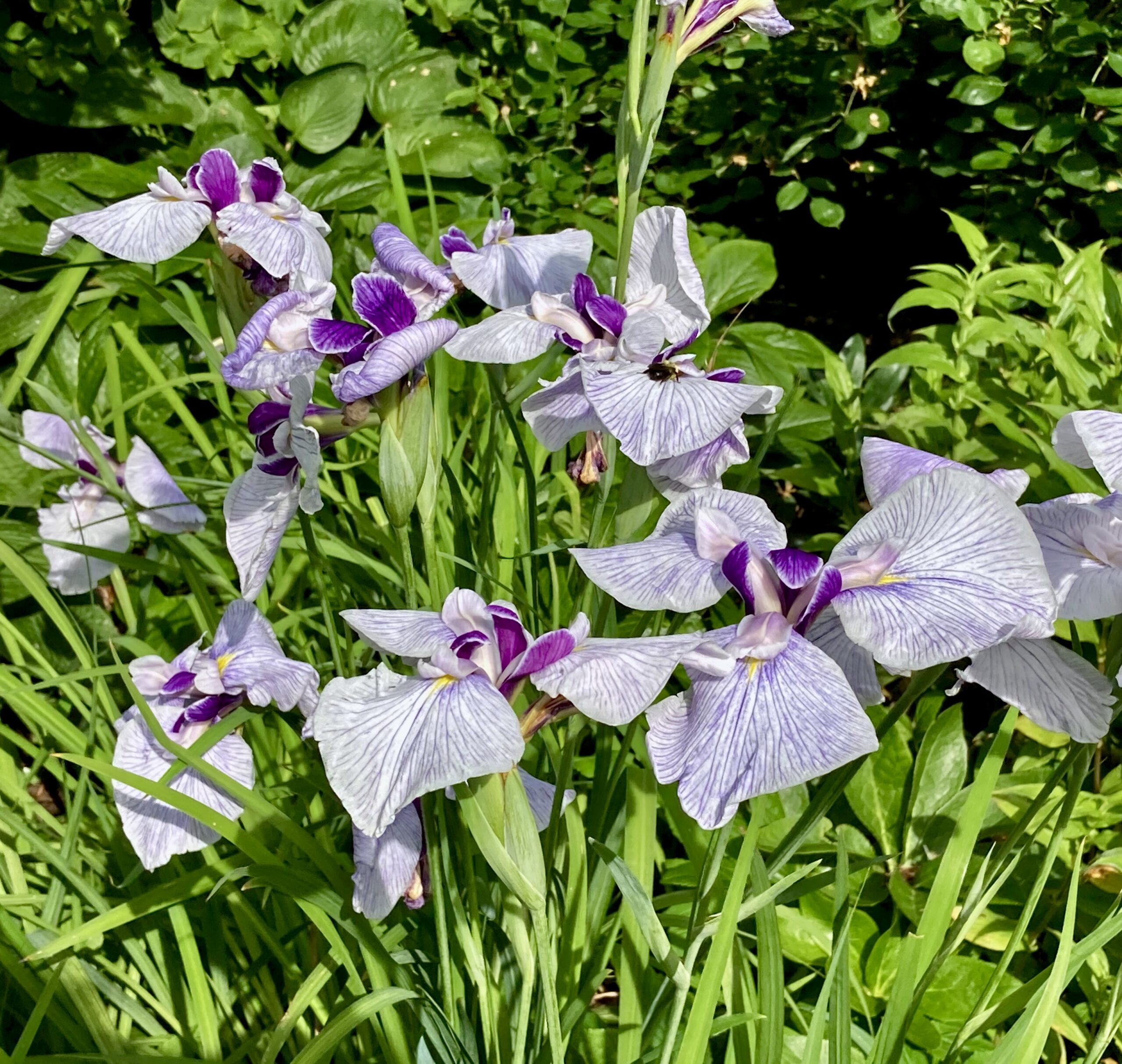 Iris ensata 'Fortune' - Japanese iris