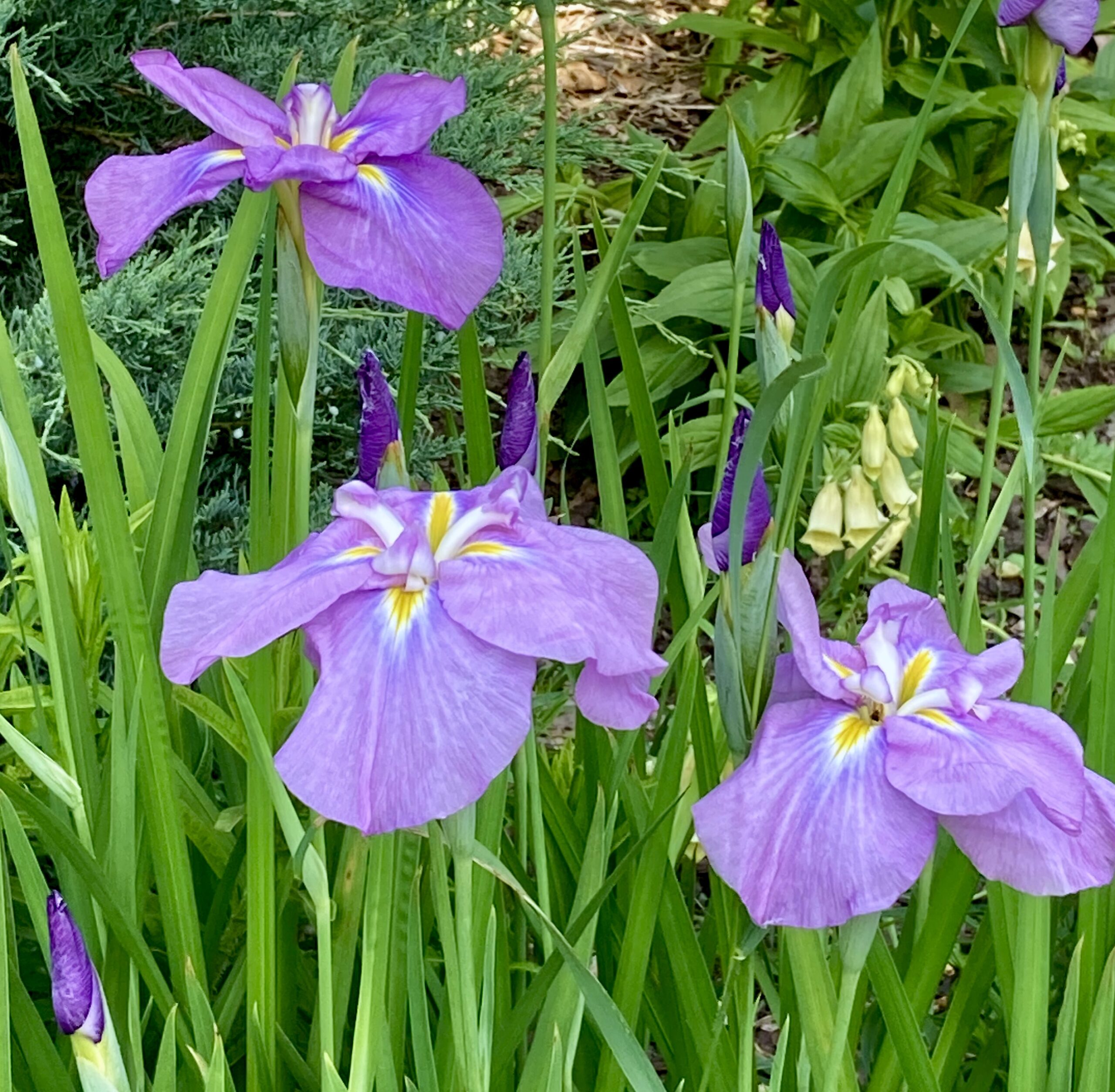 Iris sibirica - Siberian iris