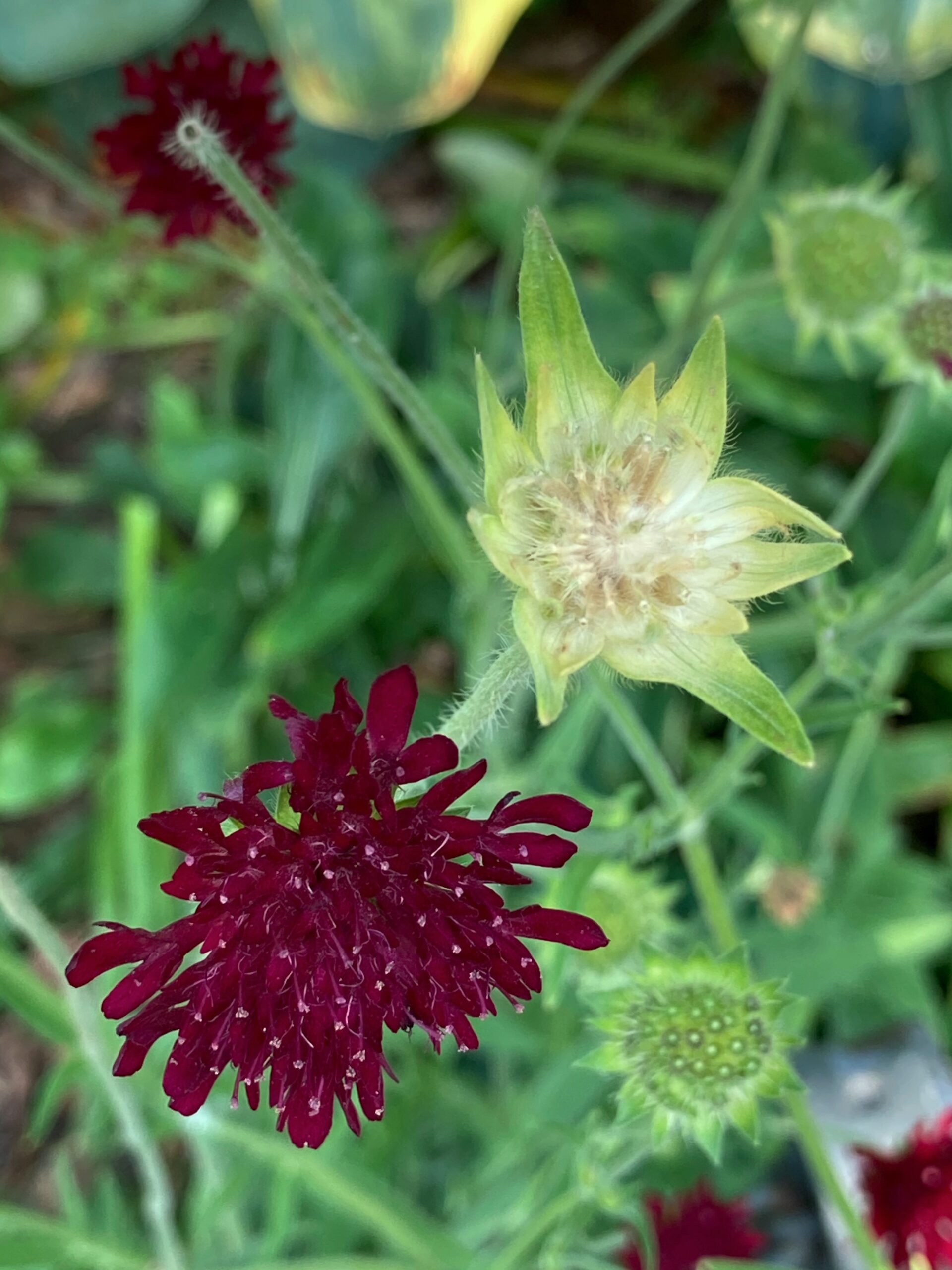 Knautia macedonica - knautia