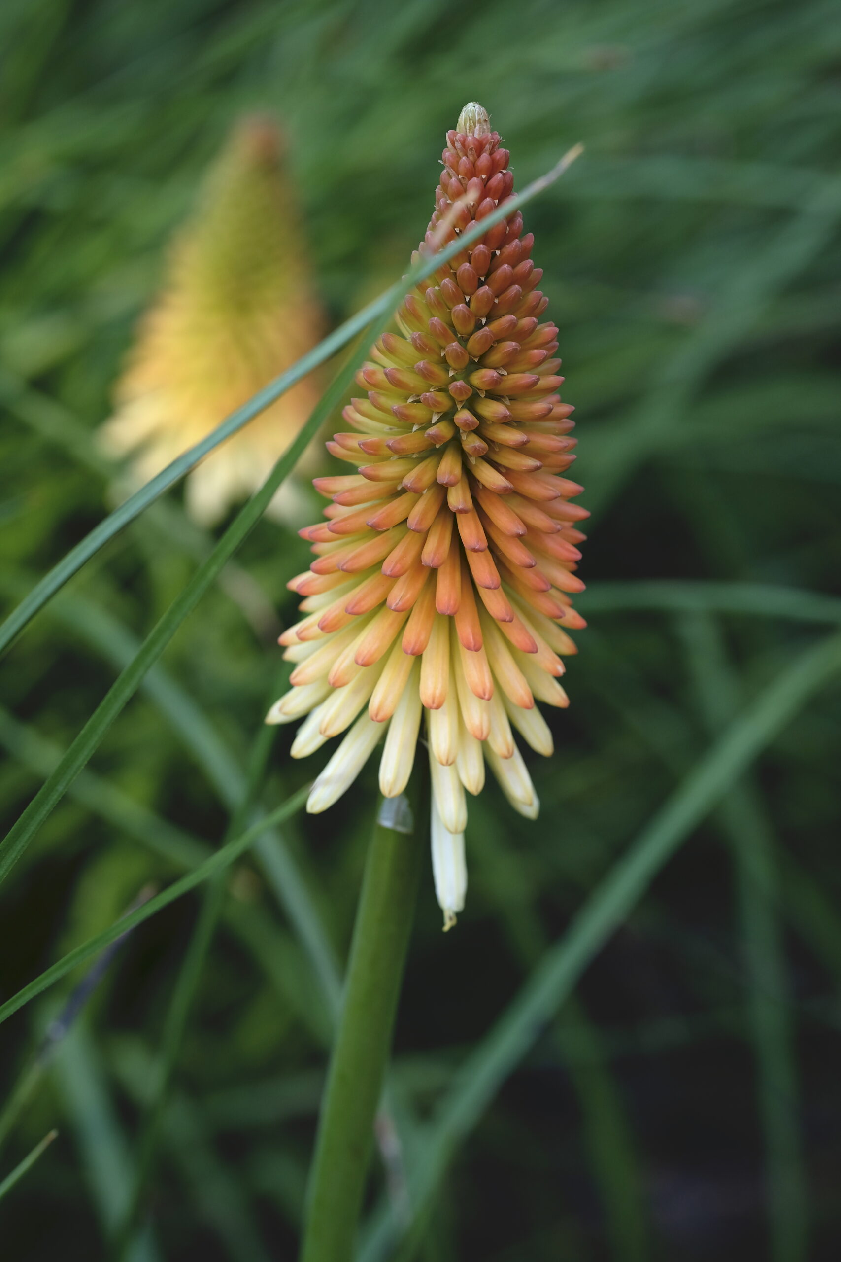 Kniphofia ‘Drummore Apricot’ - red hot poker
