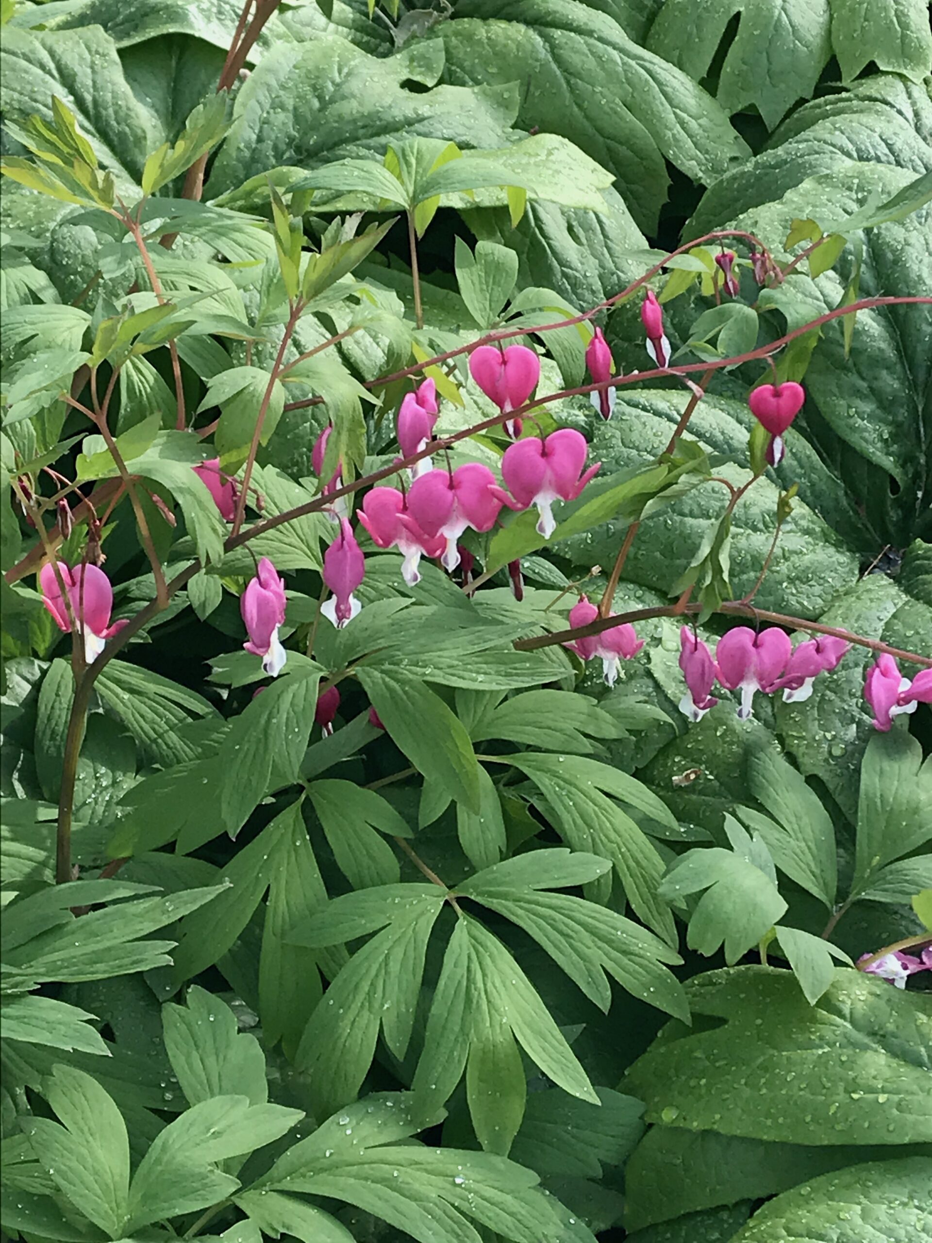 Lamprocapnos (Dicentra) spectabilis - showy bleeding heart