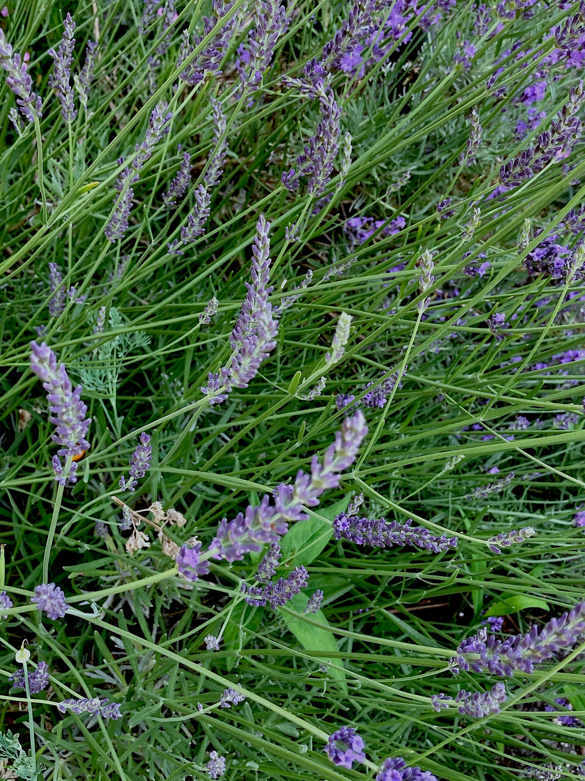 Lavandula x intermedia ‘Provence’ - lavandin
