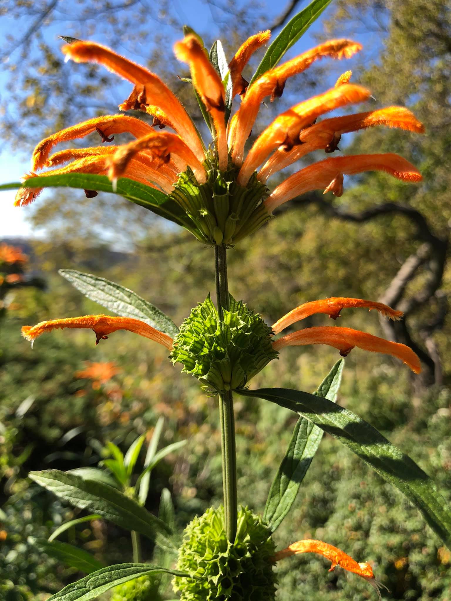 Leonotis leonurus - lion’s tail