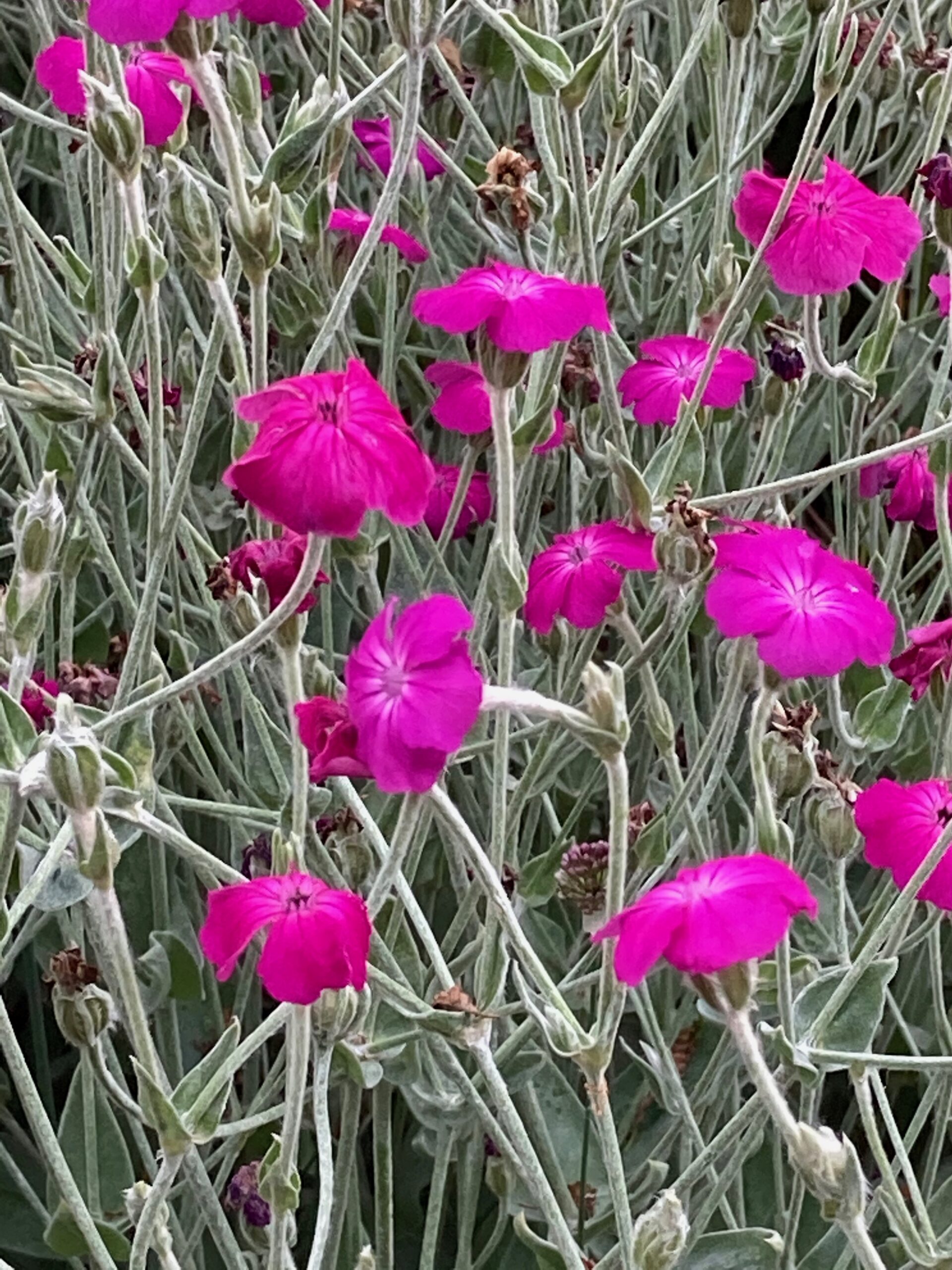 Lychnis coronaria - rose campion