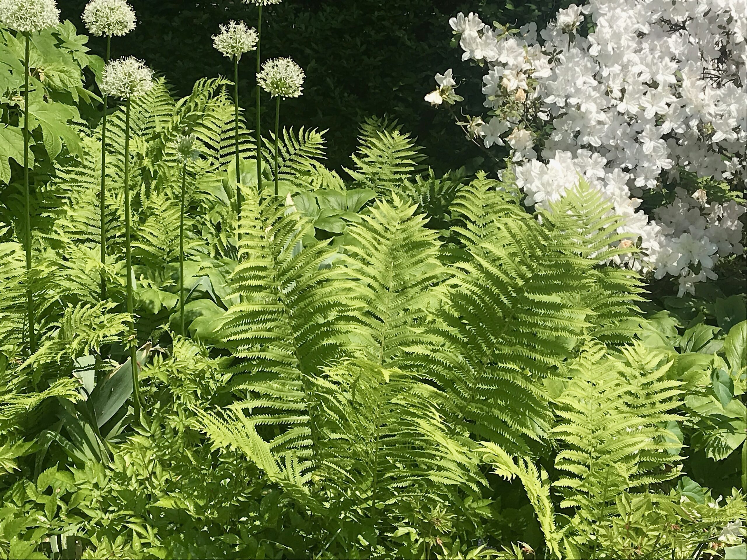 Matteuccia struthiopteris - ostrich fern