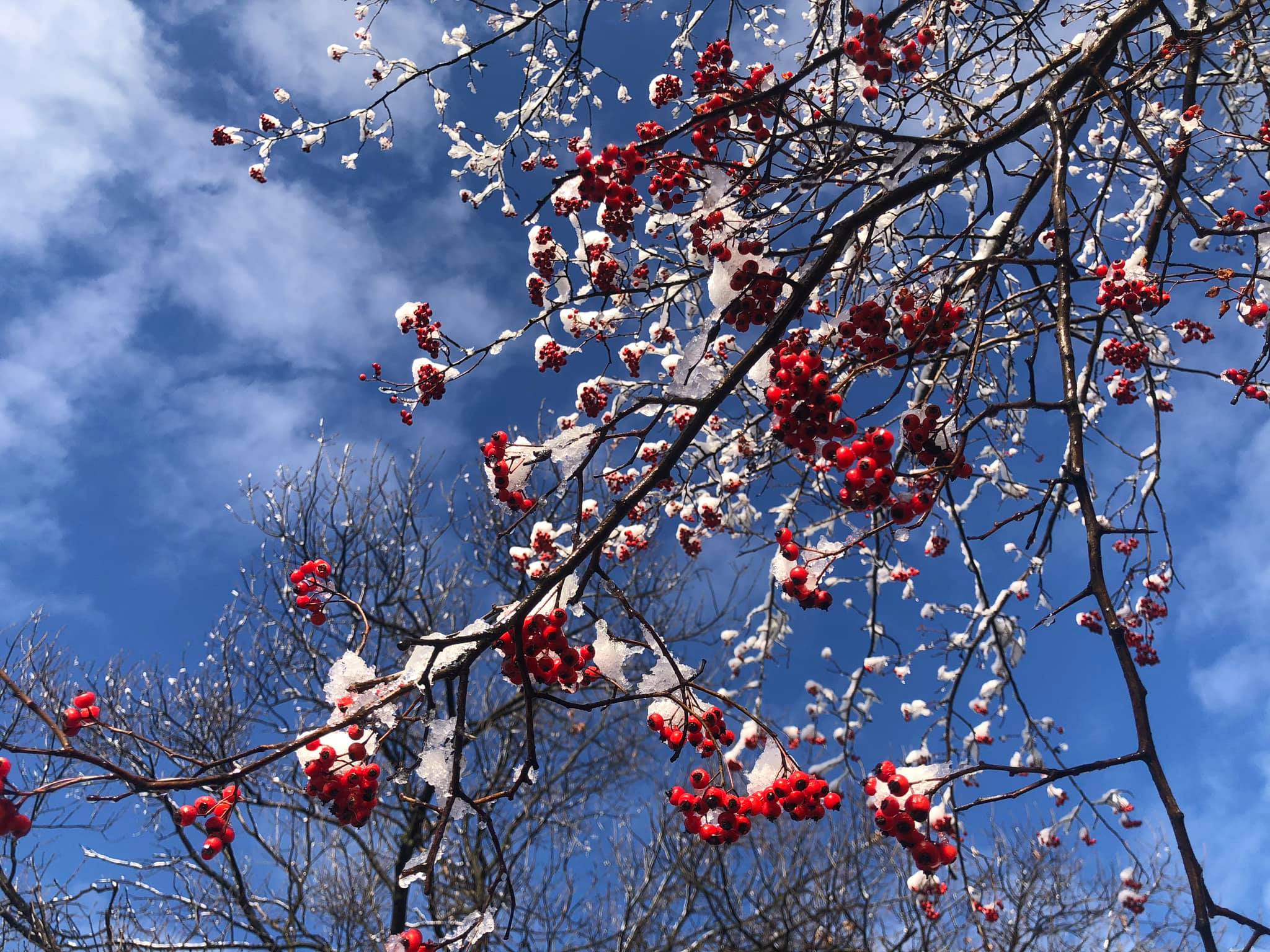 Crataegus viridis ‘Winter King’ - green hawthorn