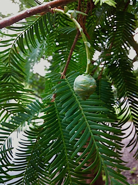 Metasequoia glyptostroboides - dawn redwood
