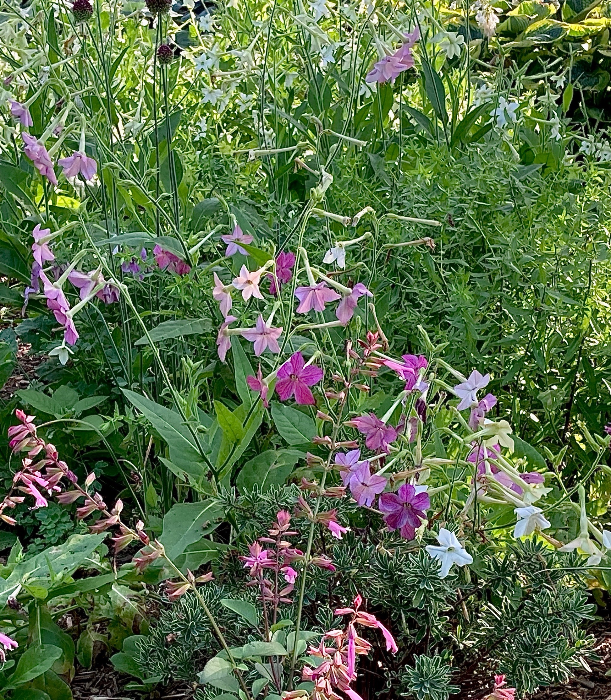 Nicotiana alata ‘Daylight Sensation’ - flowering tobacco
