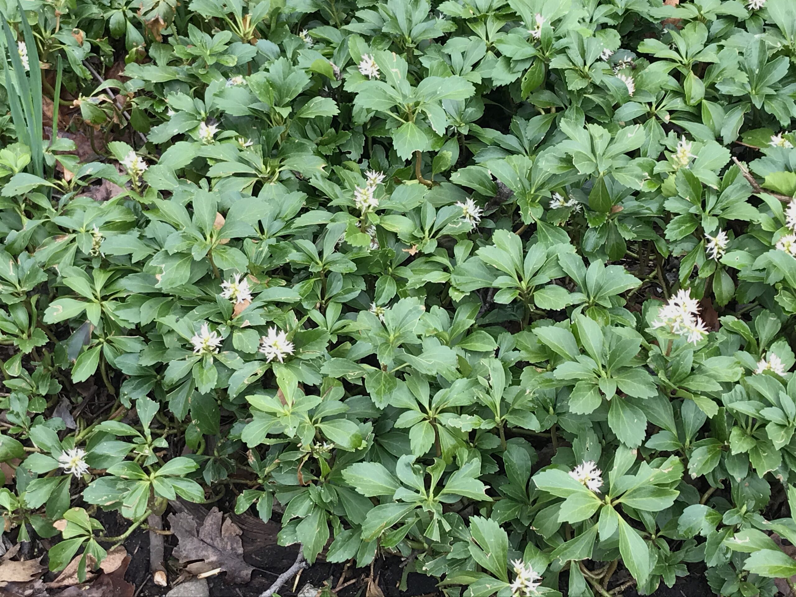 Pachysandra terminalis - Japanese spurge