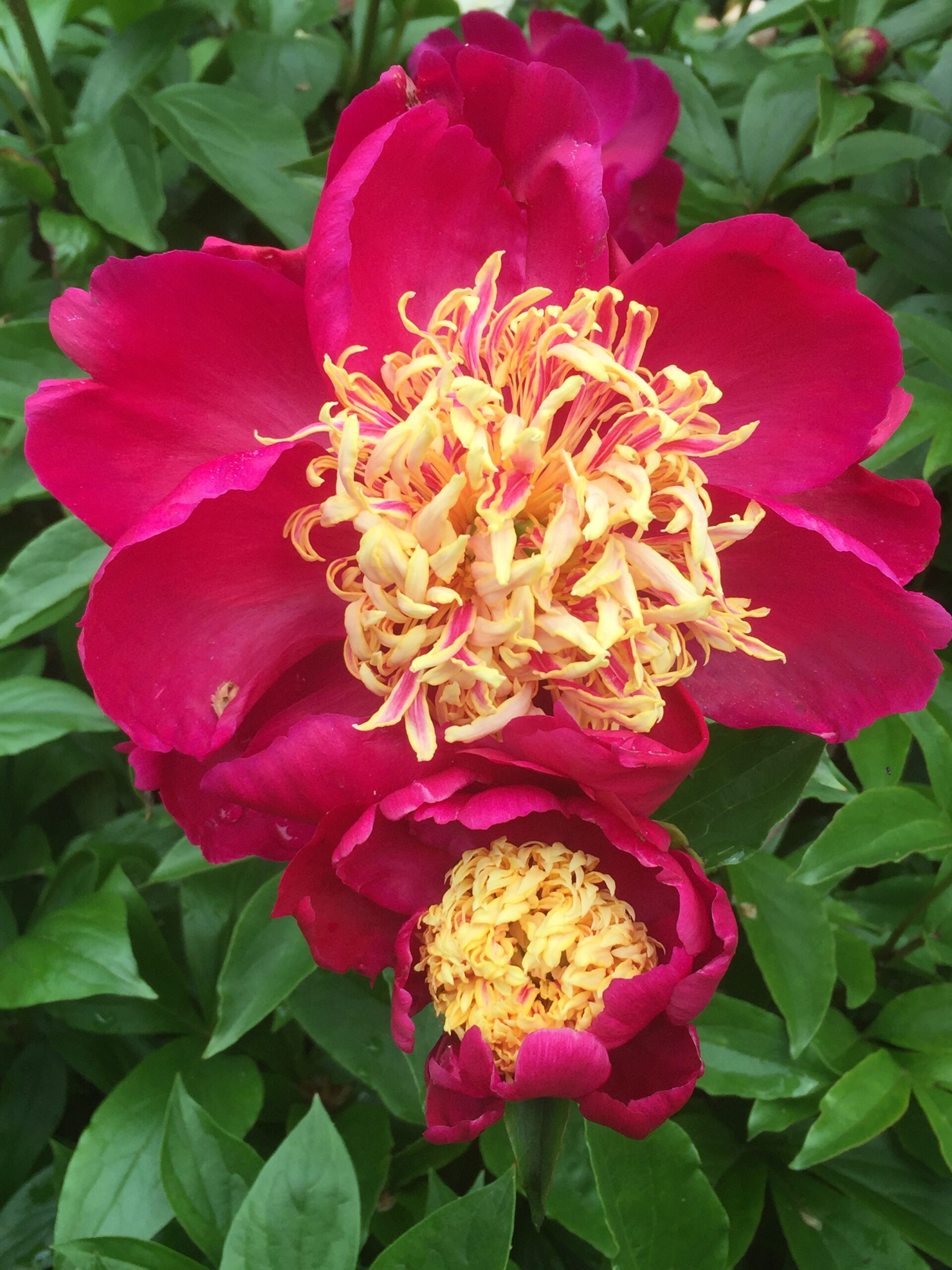 Paeonia lactiflora cvs. - herbaceous peony cultivars