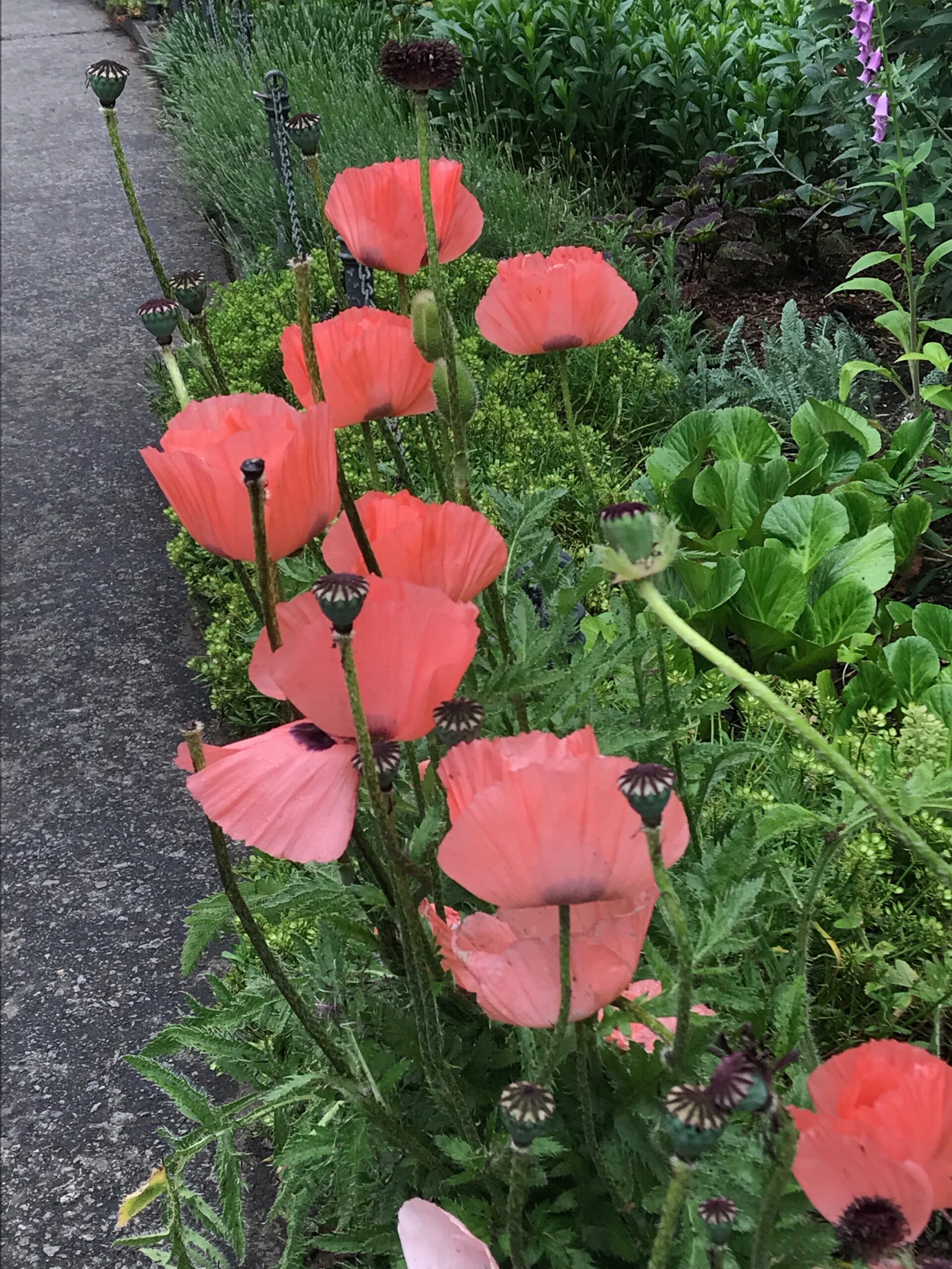 Papaver orientale ‘Princess Victoria Louise’ - oriental poppy