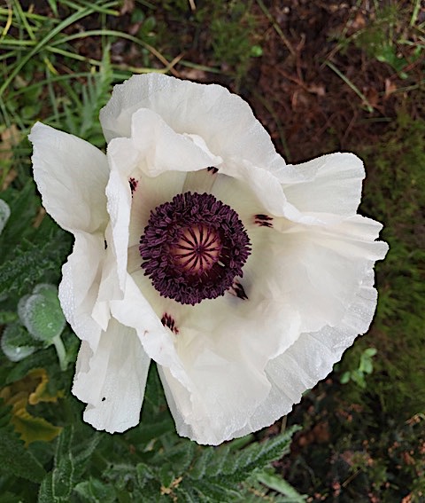 Papaver orientale ‘Royal Wedding’ - oriental poppy