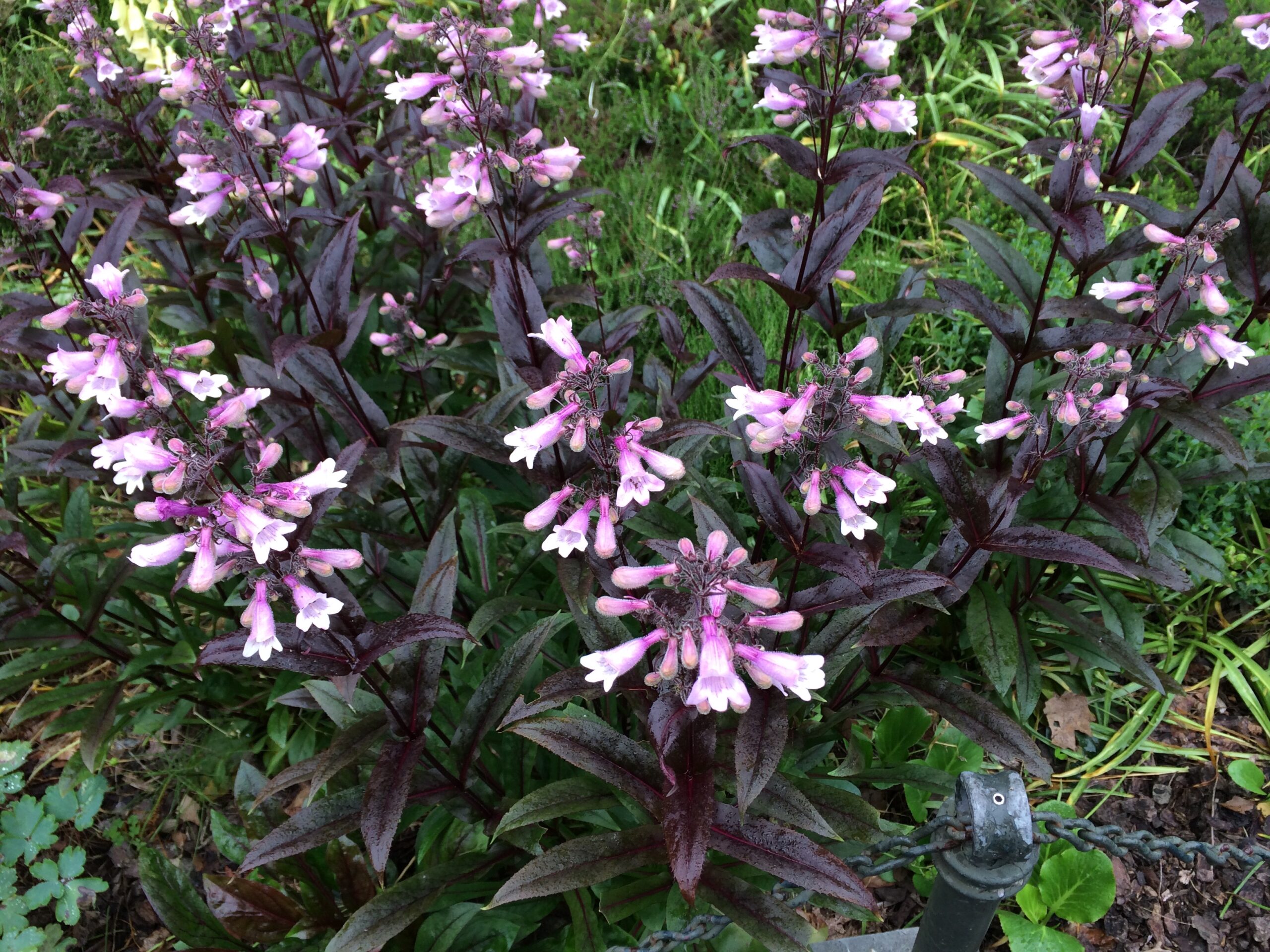 Penstemon ‘Dark Towers’ - penstemon