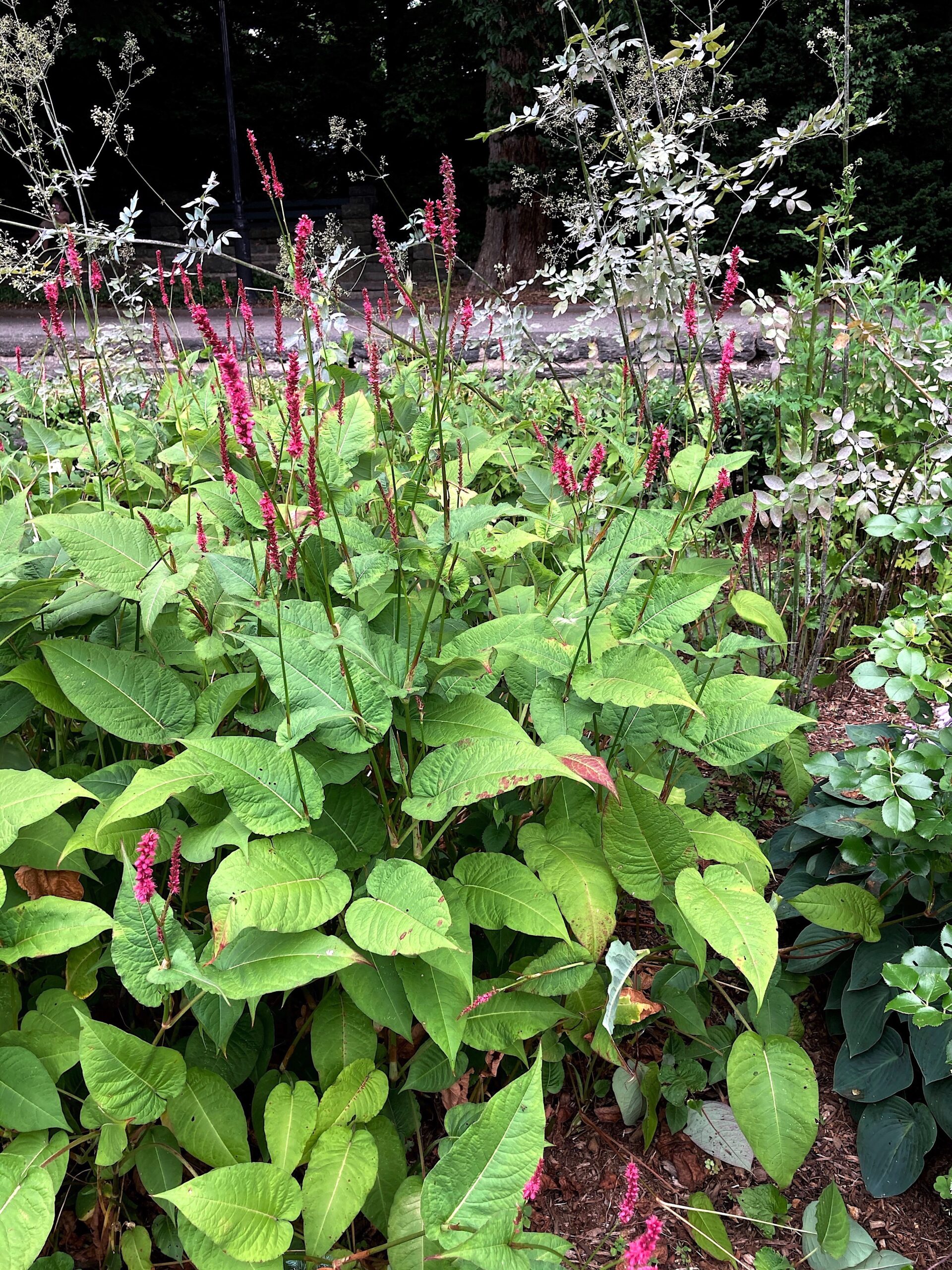 Persicaria amplexicaulis ‘Firetail’ - mountain fleece