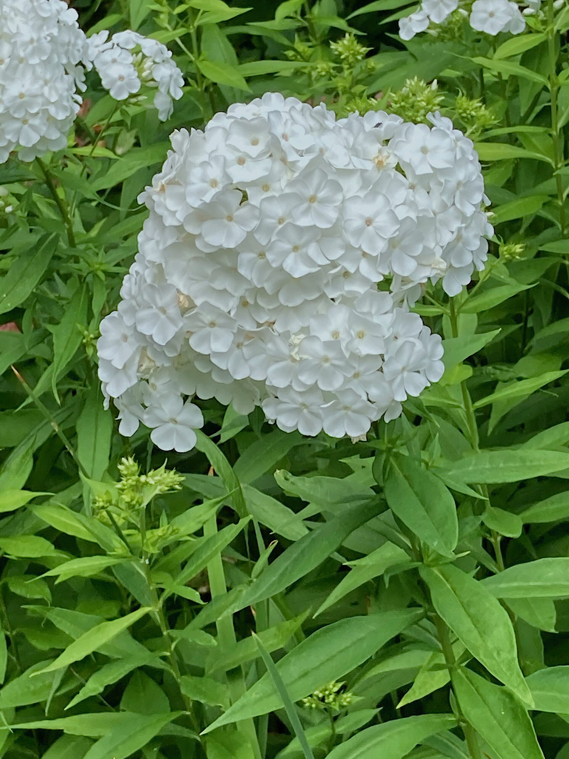 Phlox paniculata 'David' - garden phlox