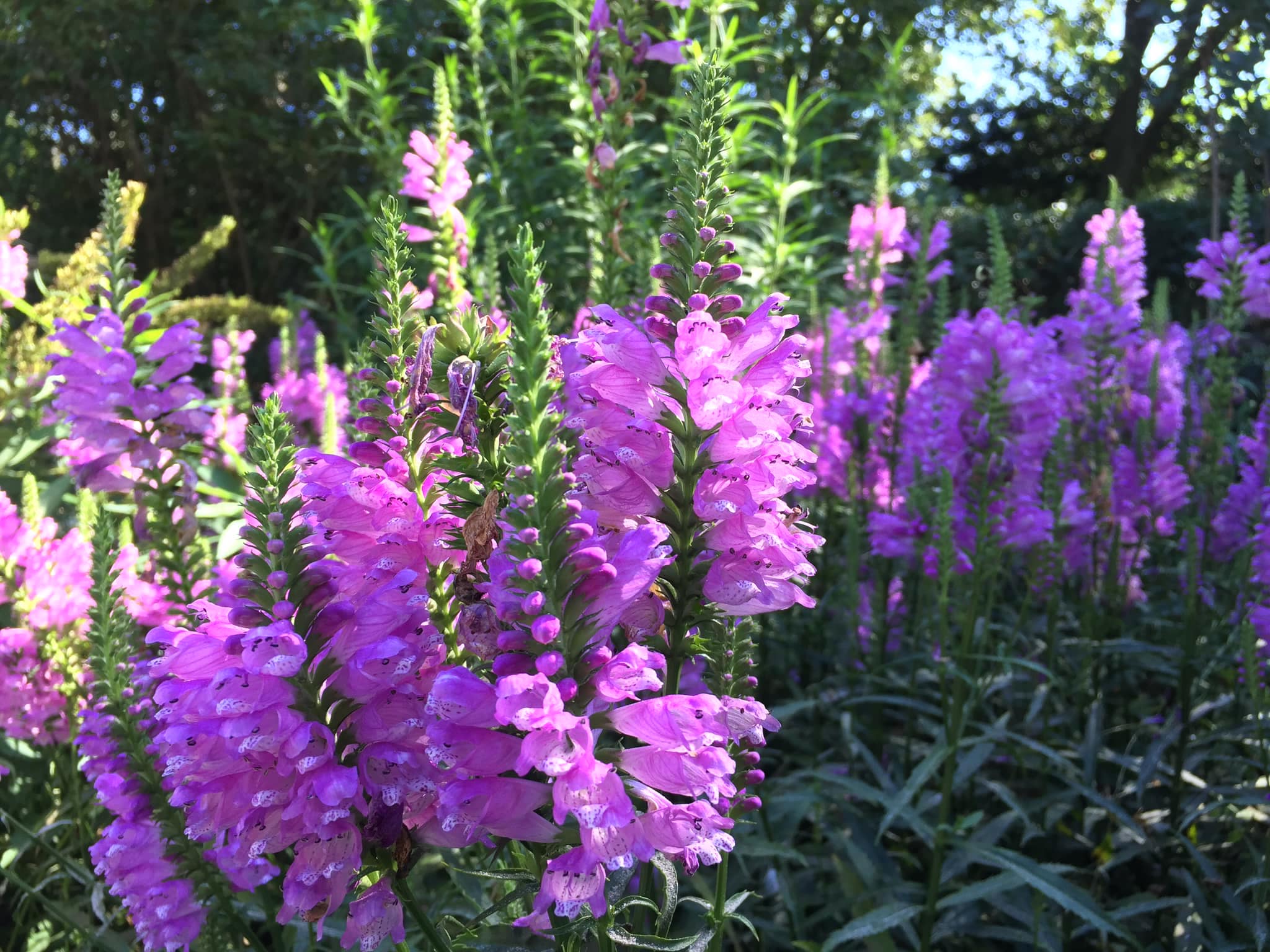 Physostegia virginiana ‘Vivid’ - obedient plant