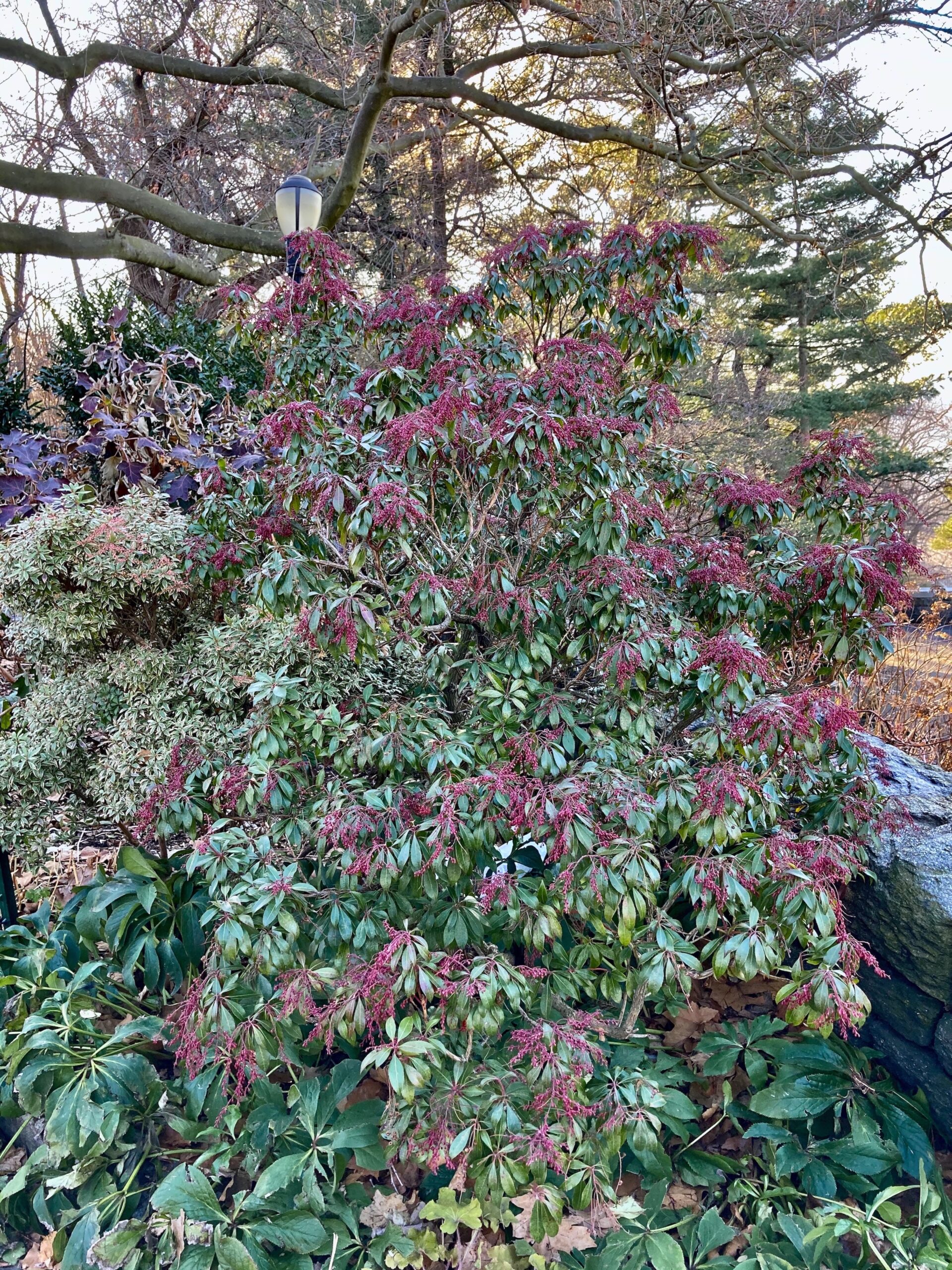 Pieris japonica ‘Dorothy Wyckoff’ - Japanese pieris