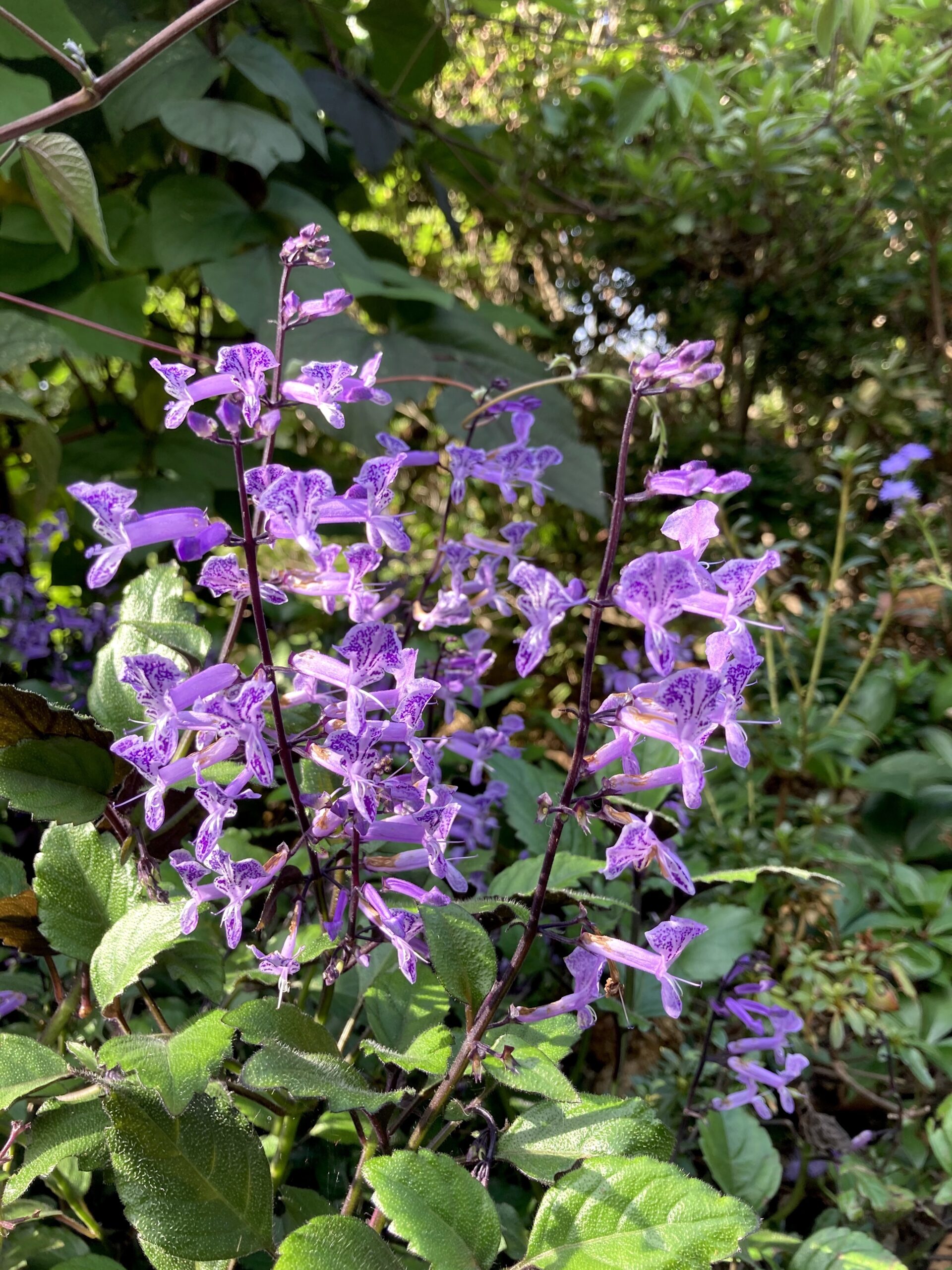 Plectranthus ‘Mona Lavender’ - plectranthus