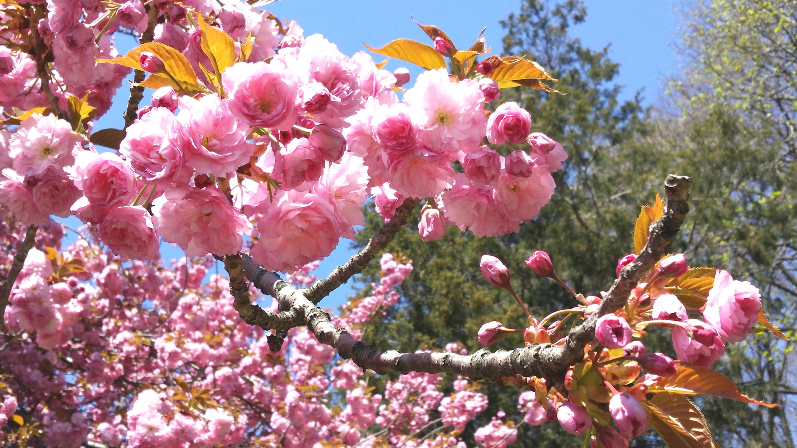 Prunus ‘Kwanzan’ - Japanese flowering cherry