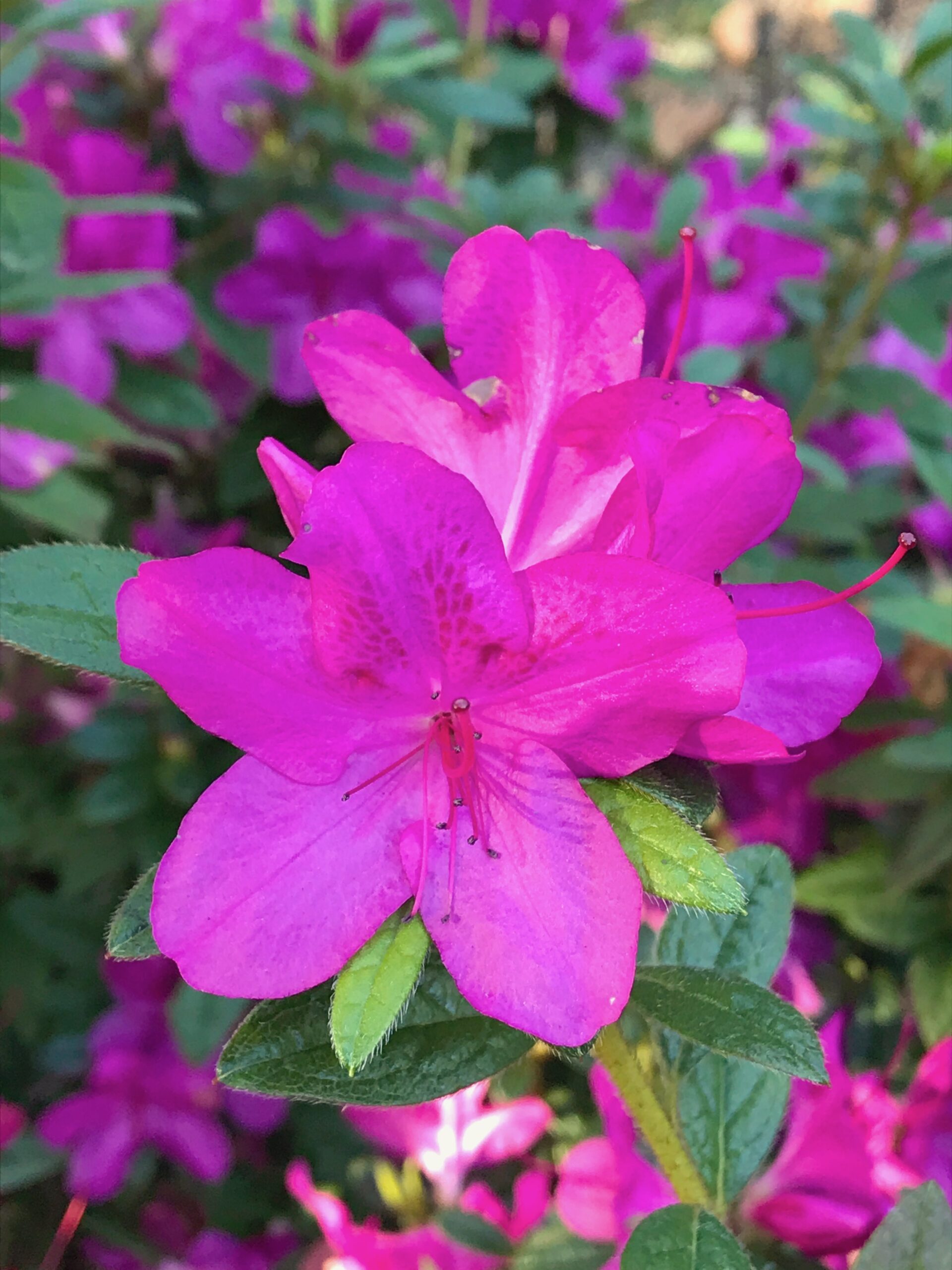 Rhododendron (Azalea) ‘Autumn Amethyst’ - Encore evergreen reblooming azalea