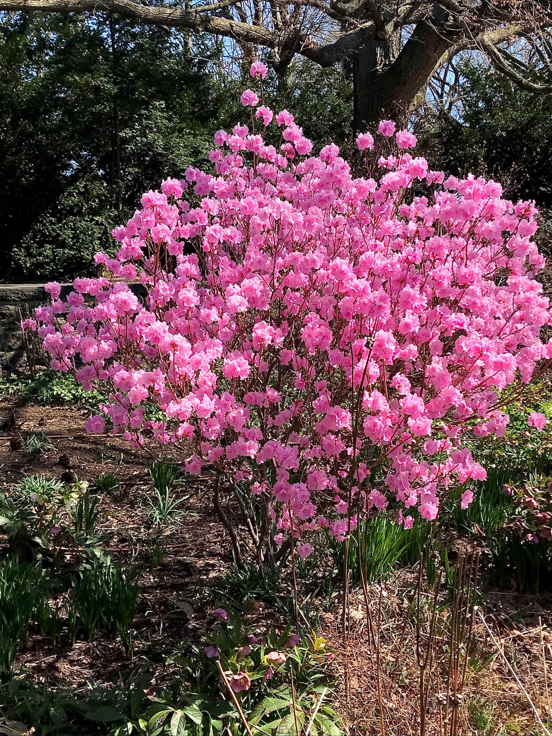 Rhododendron mucronulatum ‘Cornell Pink’ - Korean rhododendron