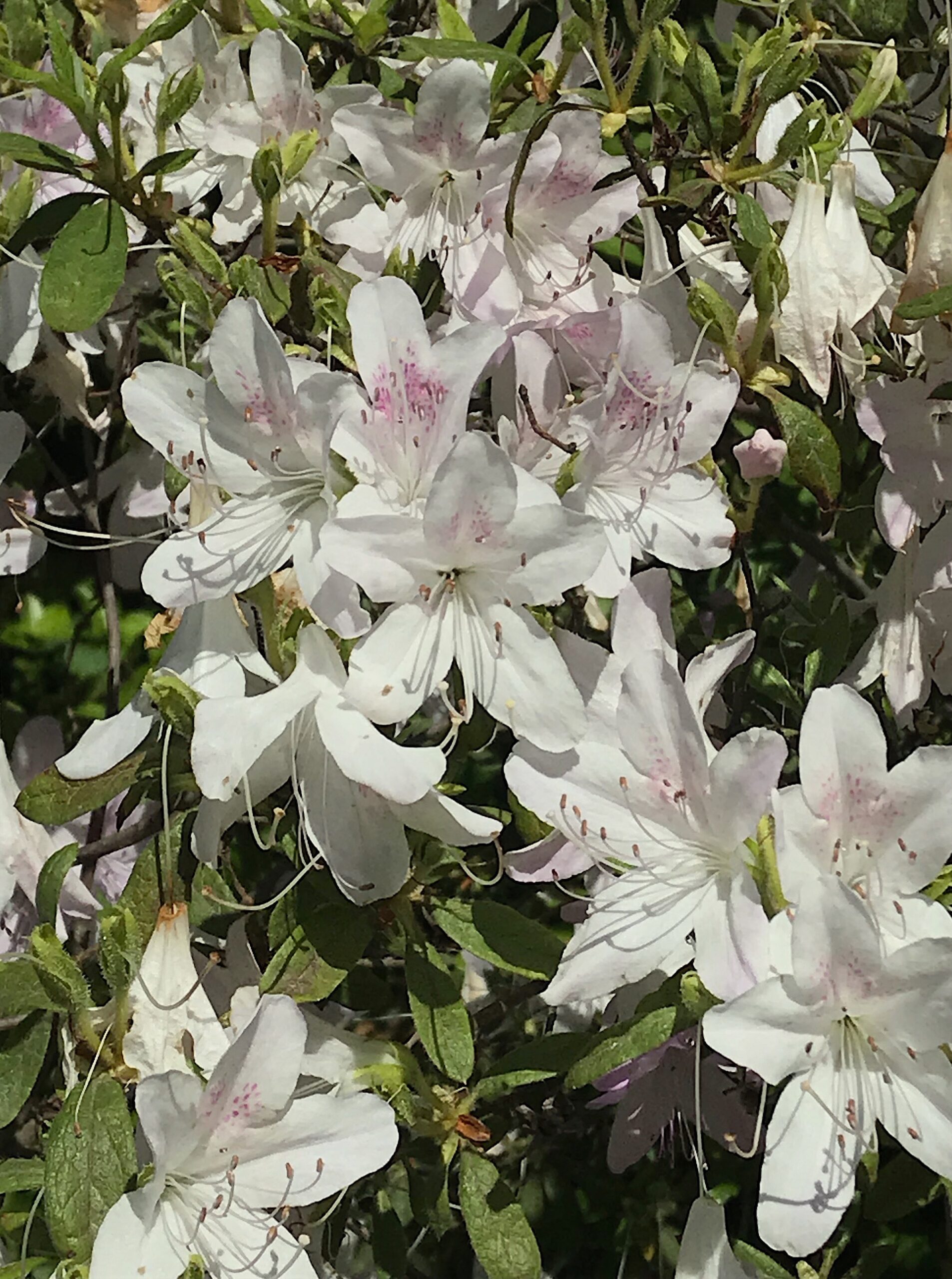 Rhododendron (Azalea) schlippenbachii - royal azalea