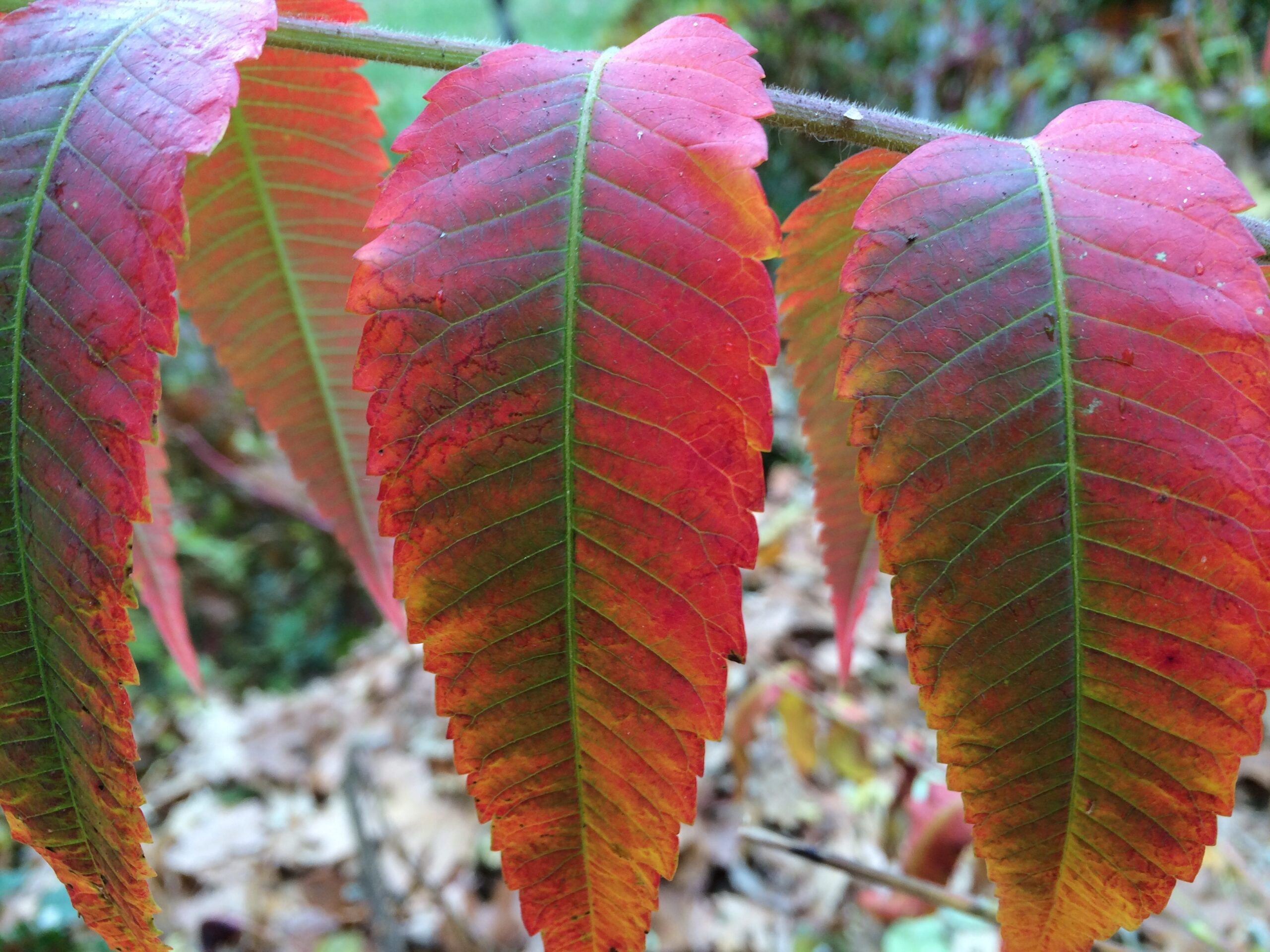 Rhus typhina - staghorn sumac