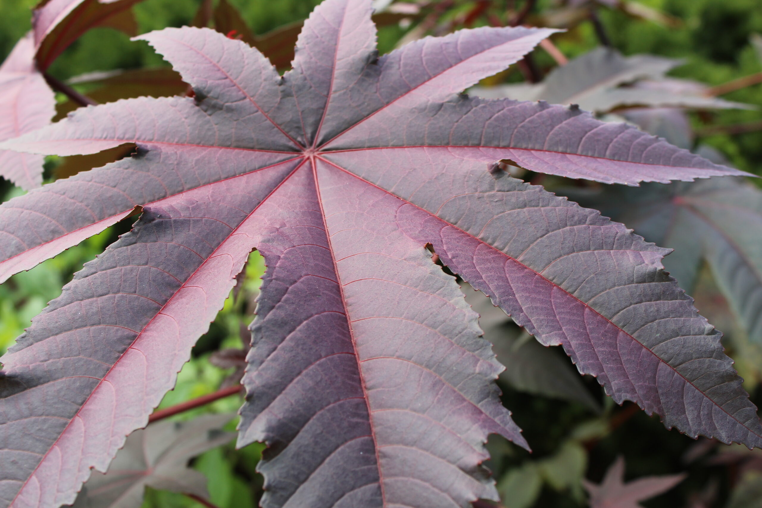 Ricinus communis ‘Carmencita’ - castor bean