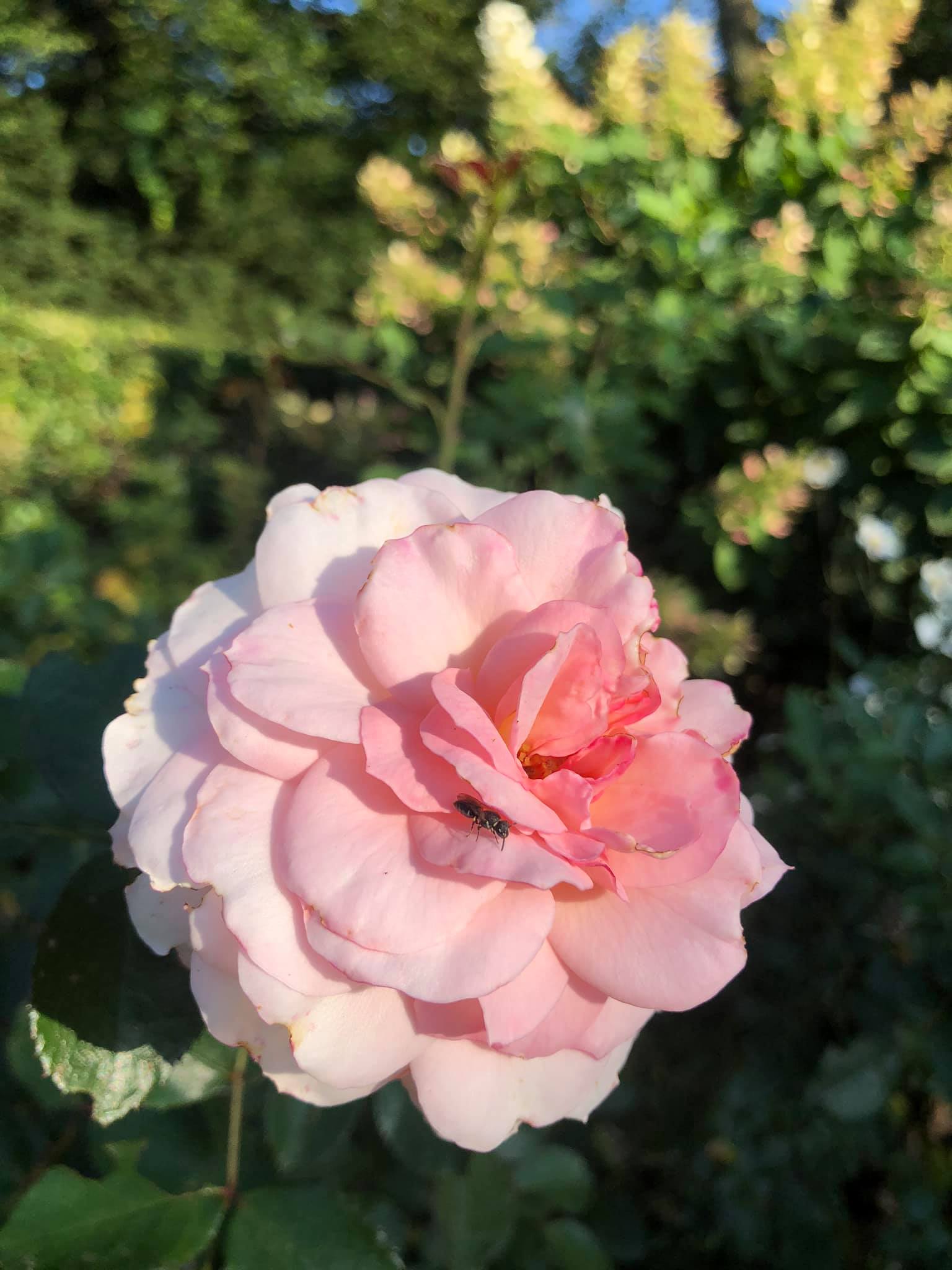 Rosa ‘Larissa’ - floribunda rose