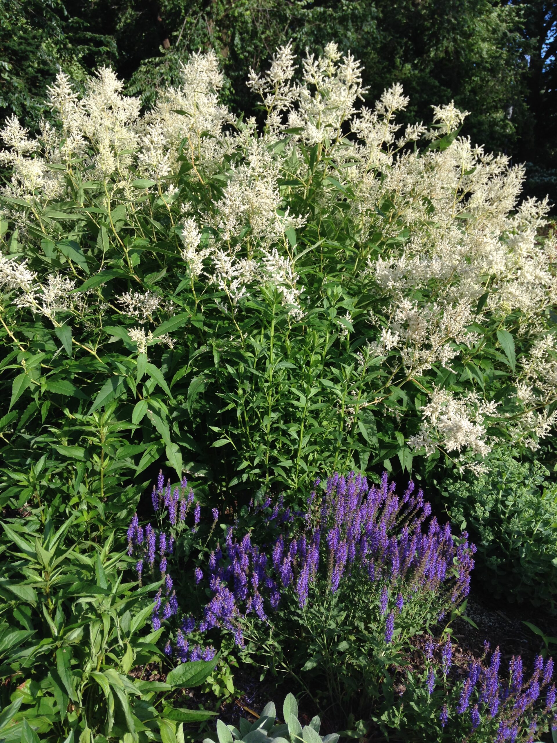 Persicaria polymorpha - giant fleeceflower
