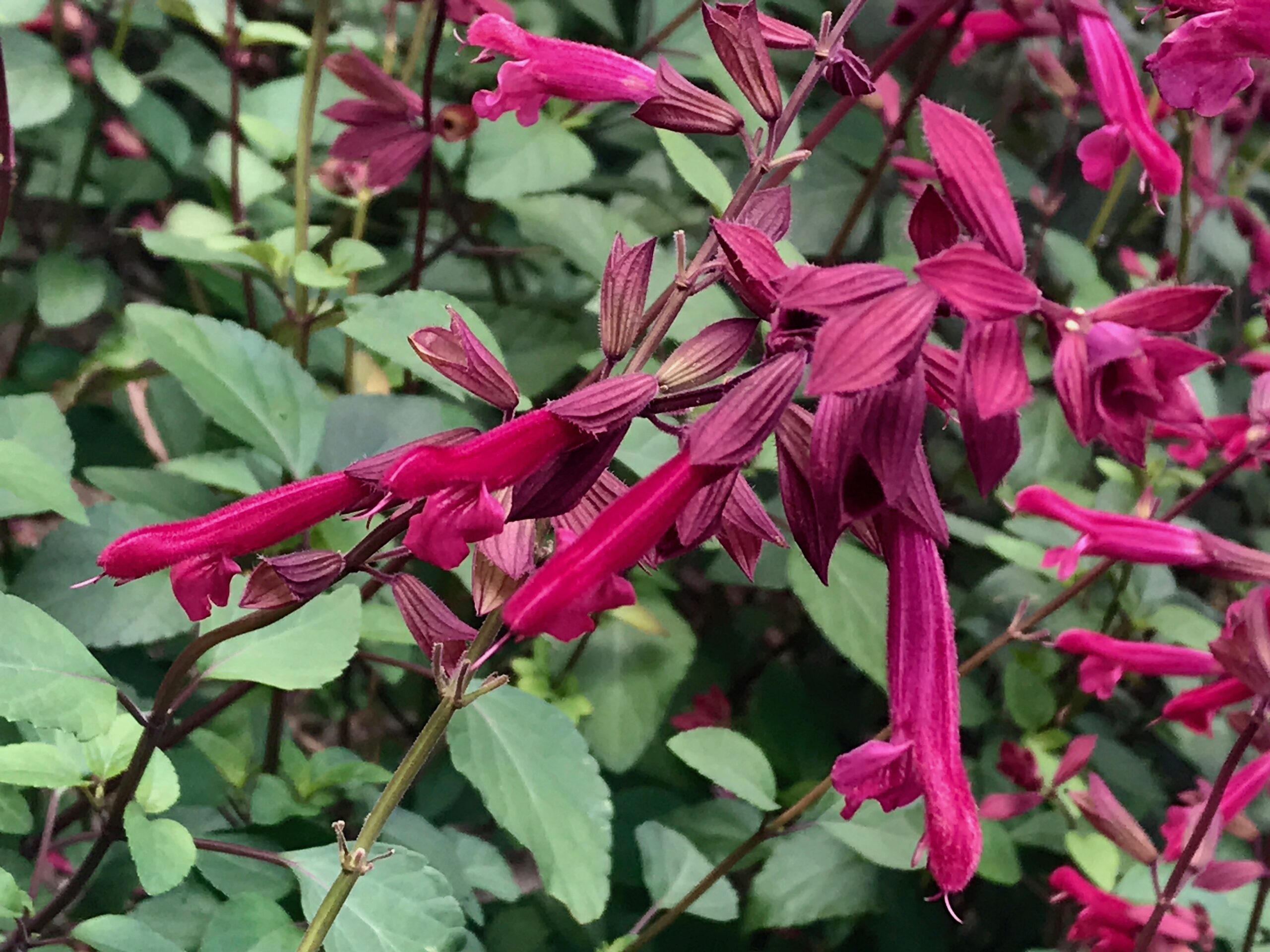 Salvia 'Wendy's Wish' - magenta sage
