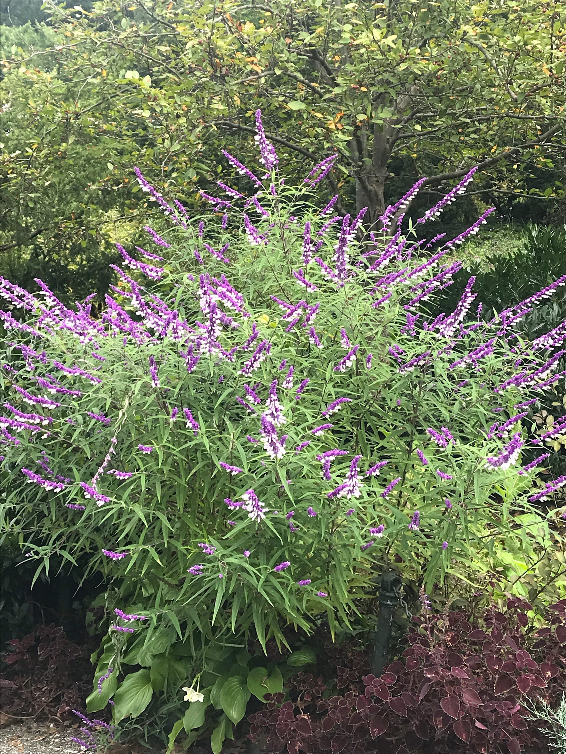 Salvia leucantha - Mexican bush sage