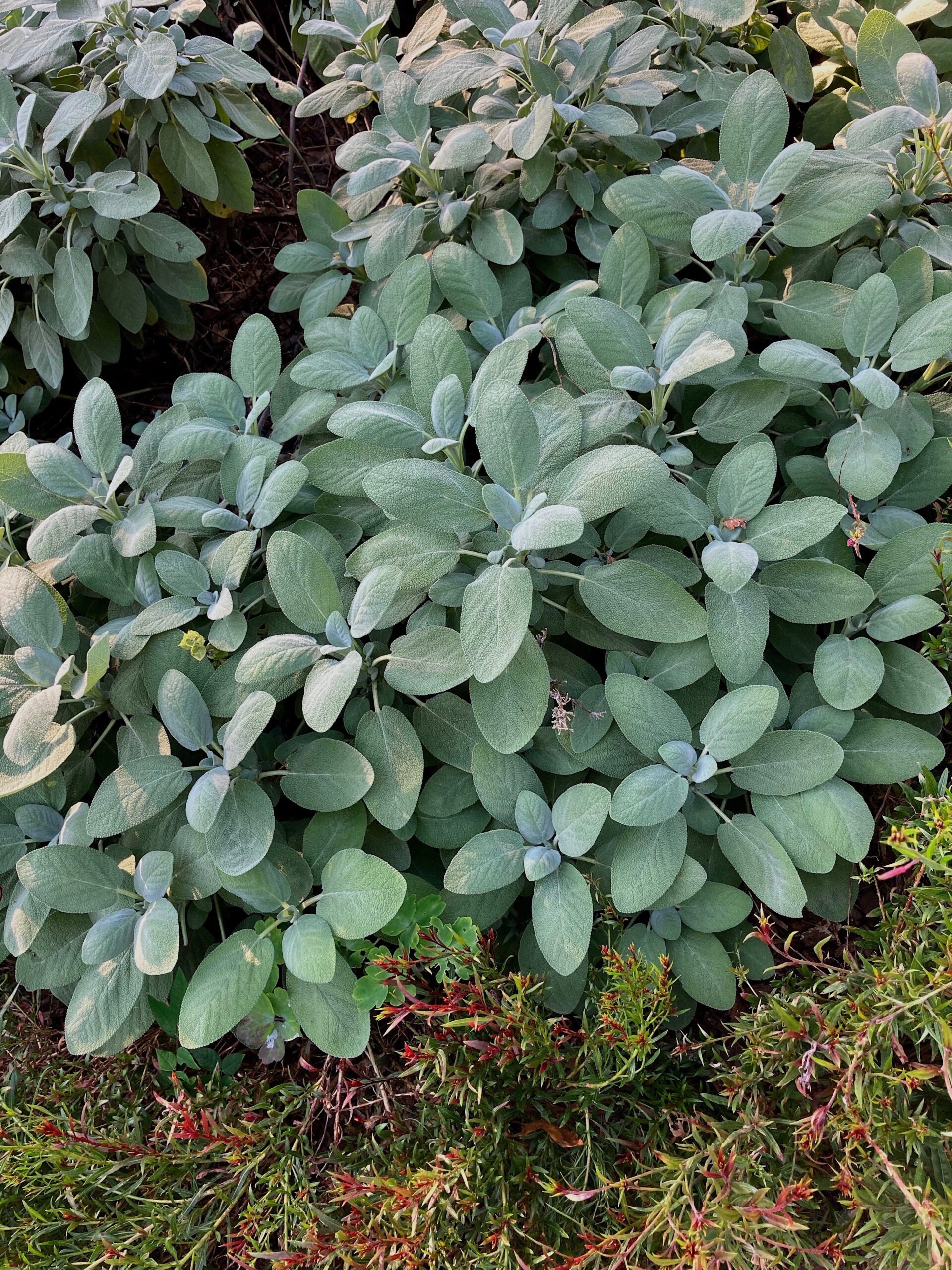 Salvia officinalis ‘Berggarten’ - garden sage