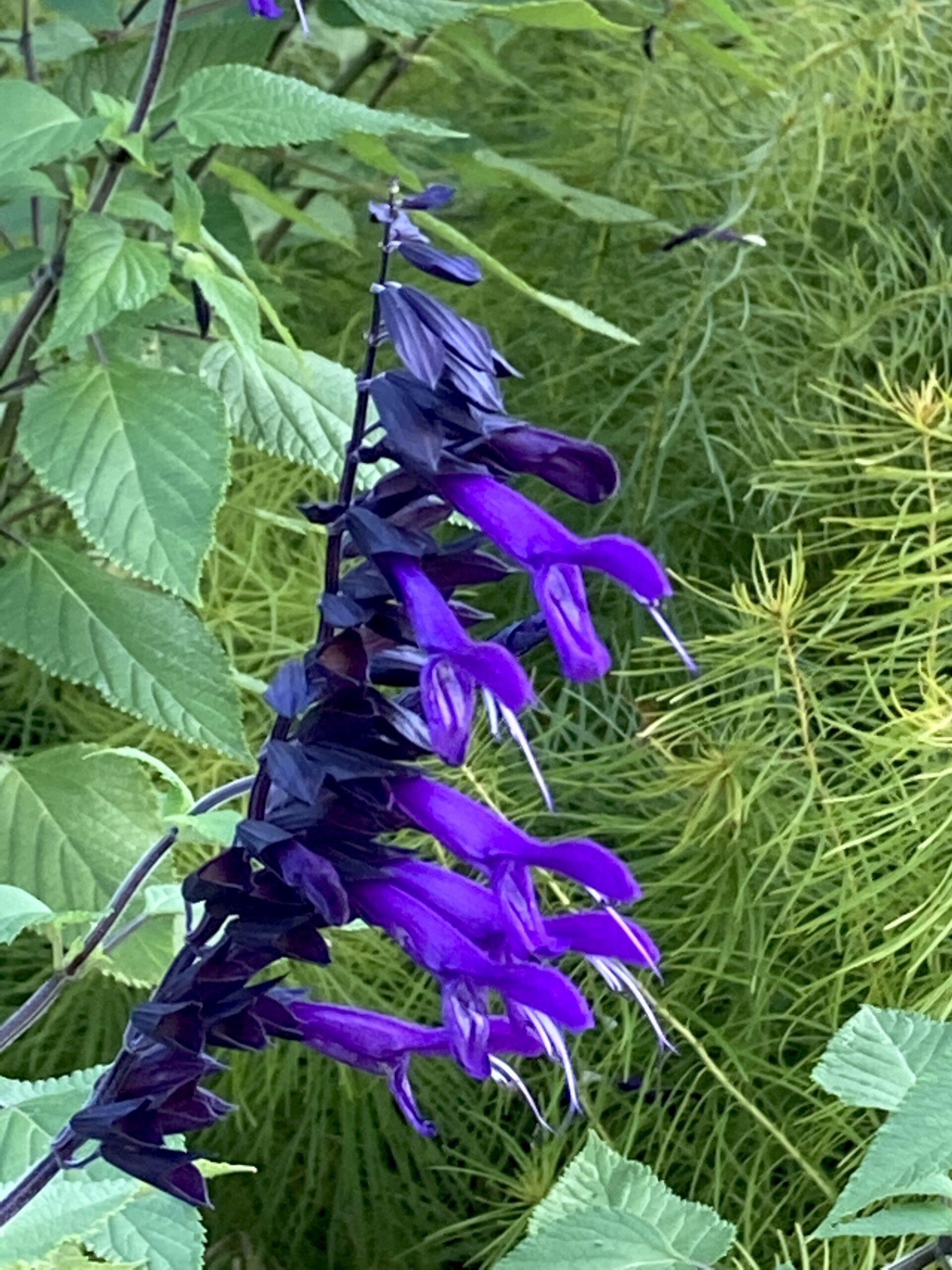 Salvia guaranitica ‘Black & Blue’ - anise-scented sage