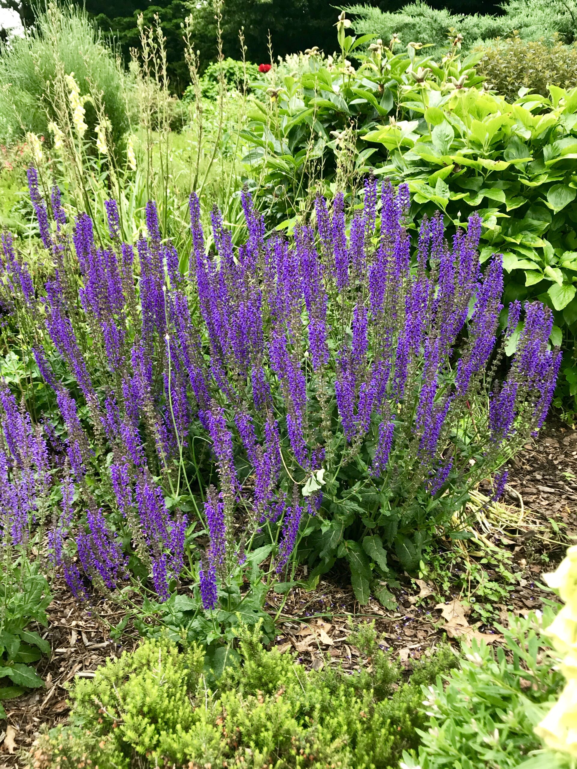 Salvia x sylvestris ‘May Night’ - meadow sage