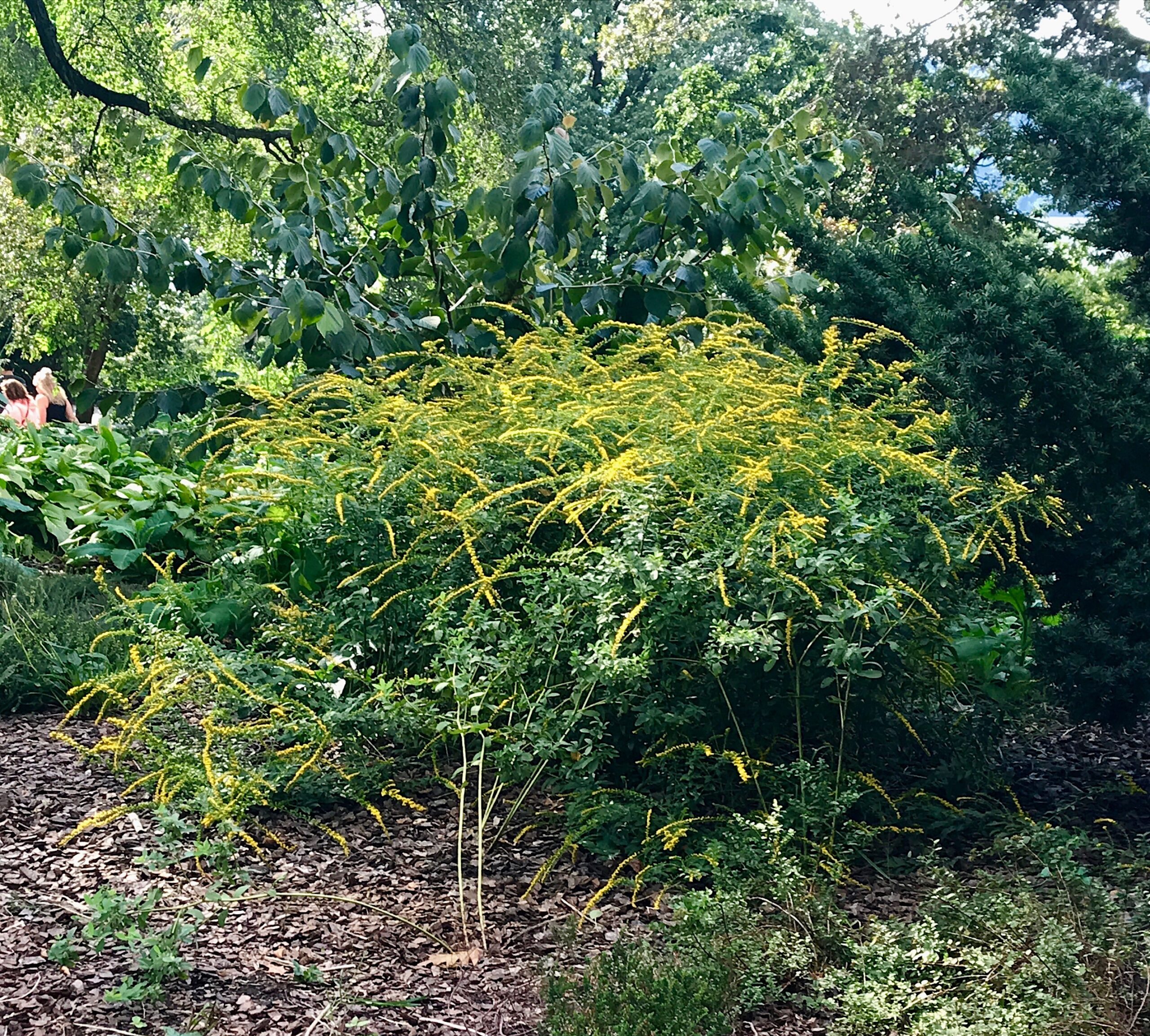 Solidago rugosa ‘Fireworks’ - rough goldenrod