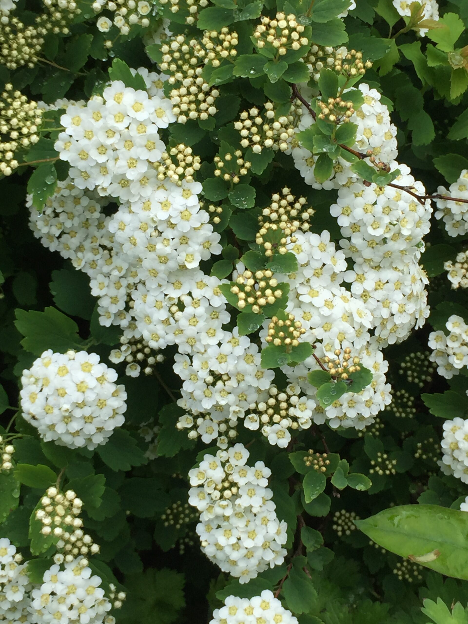 Spiraea x vanhouttei - Vanhoutte spirea