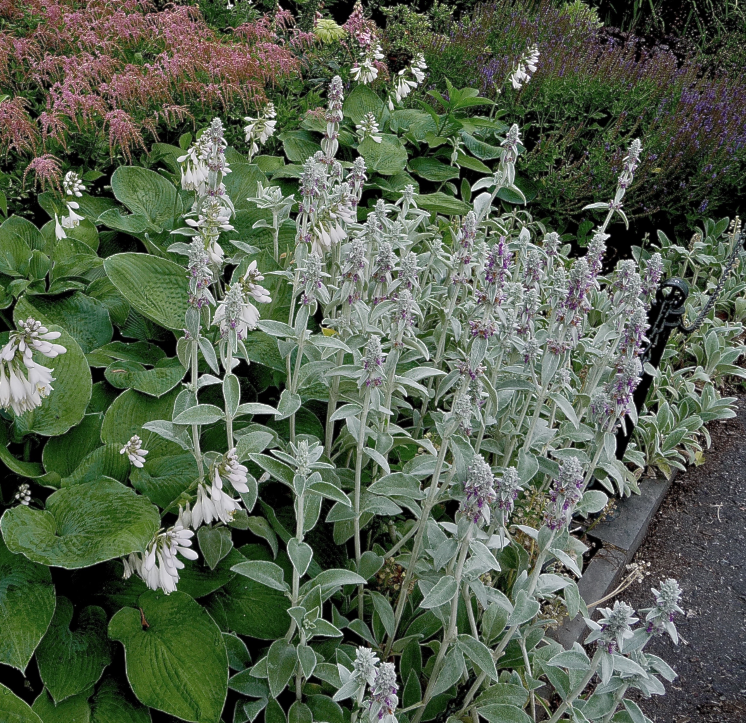 Stachys byzantina - lamb’s ear