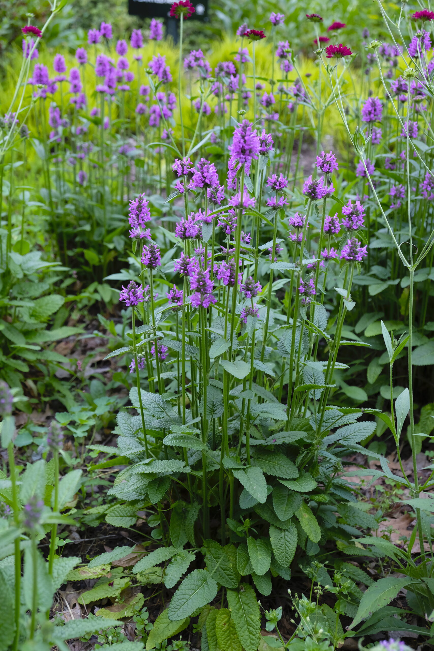Stachys officinalis ‘Hummelo’ - betony