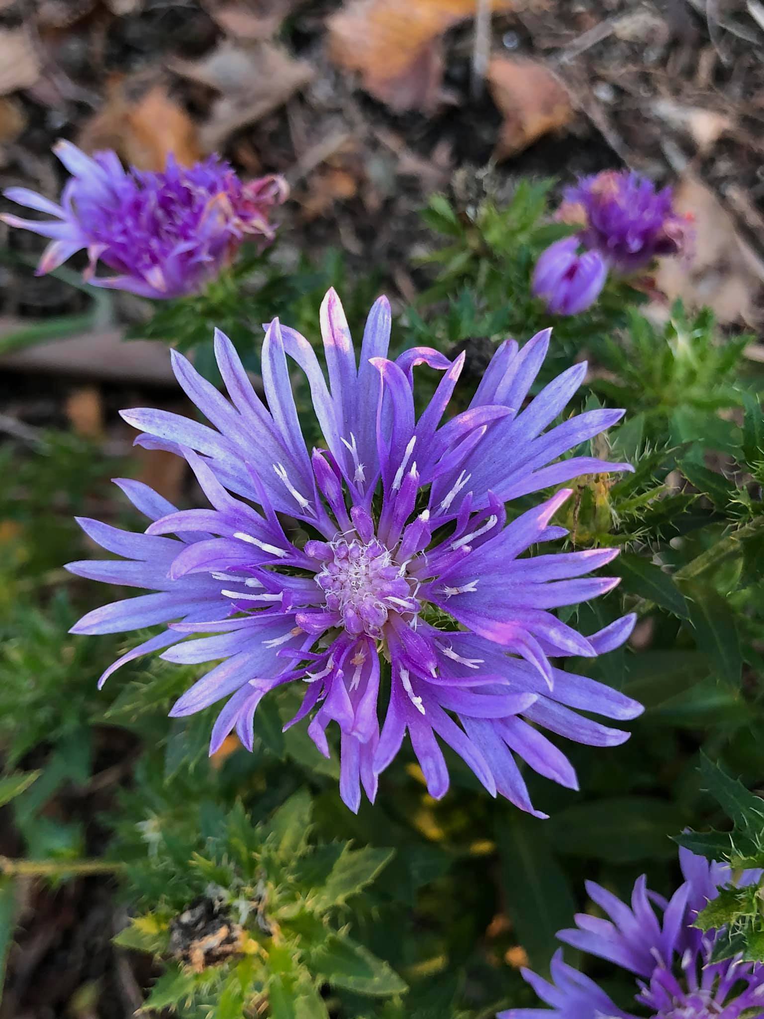 Stokesia laevis ‘Peachie’s Pick’ - Stokes’ aster