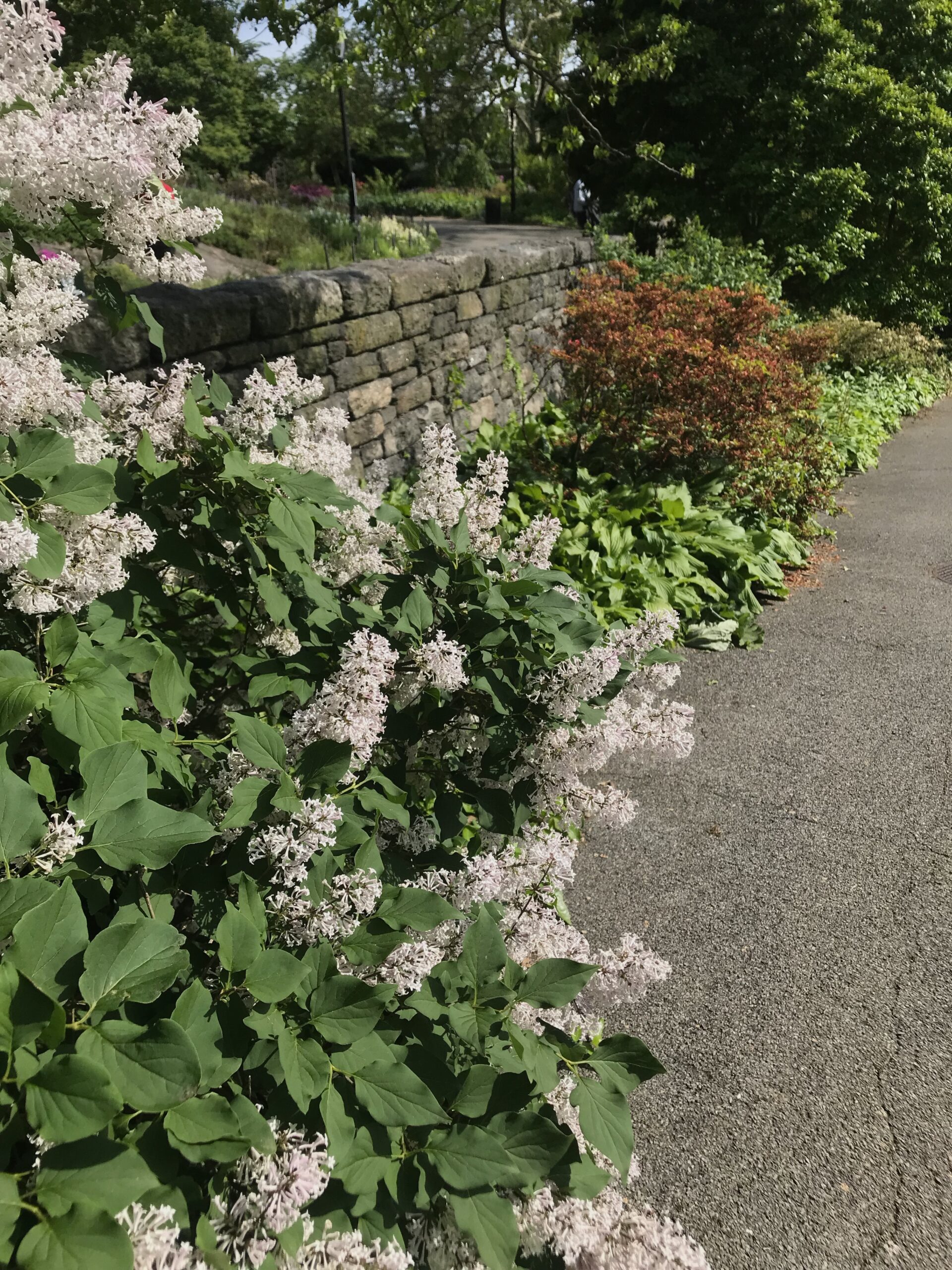 Syringa pubescens subsp. patula ‘Miss Kim’ - Korean lilac
