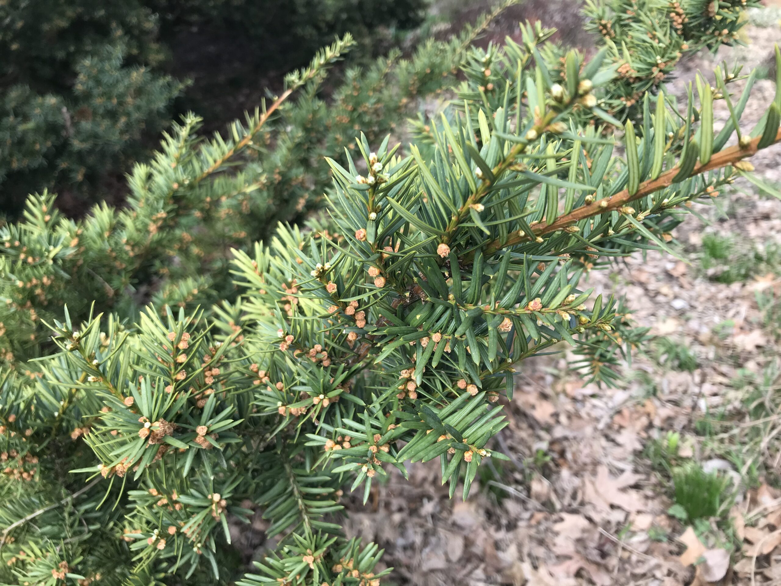 Taxus baccata ‘Repandens’ - English yew