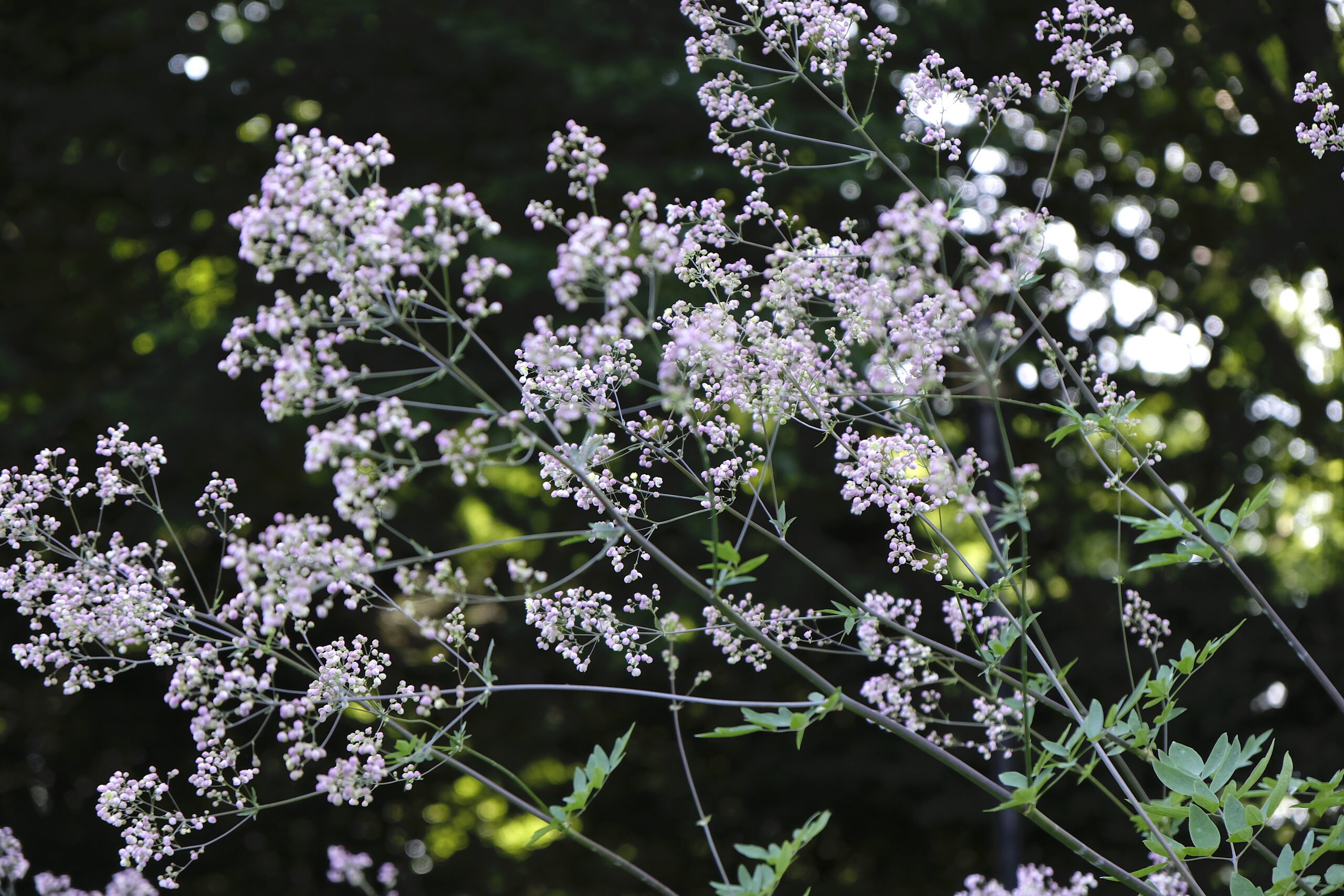 Thalictrum rochebrunianum ‘Lavender Mist’ - meadow rue