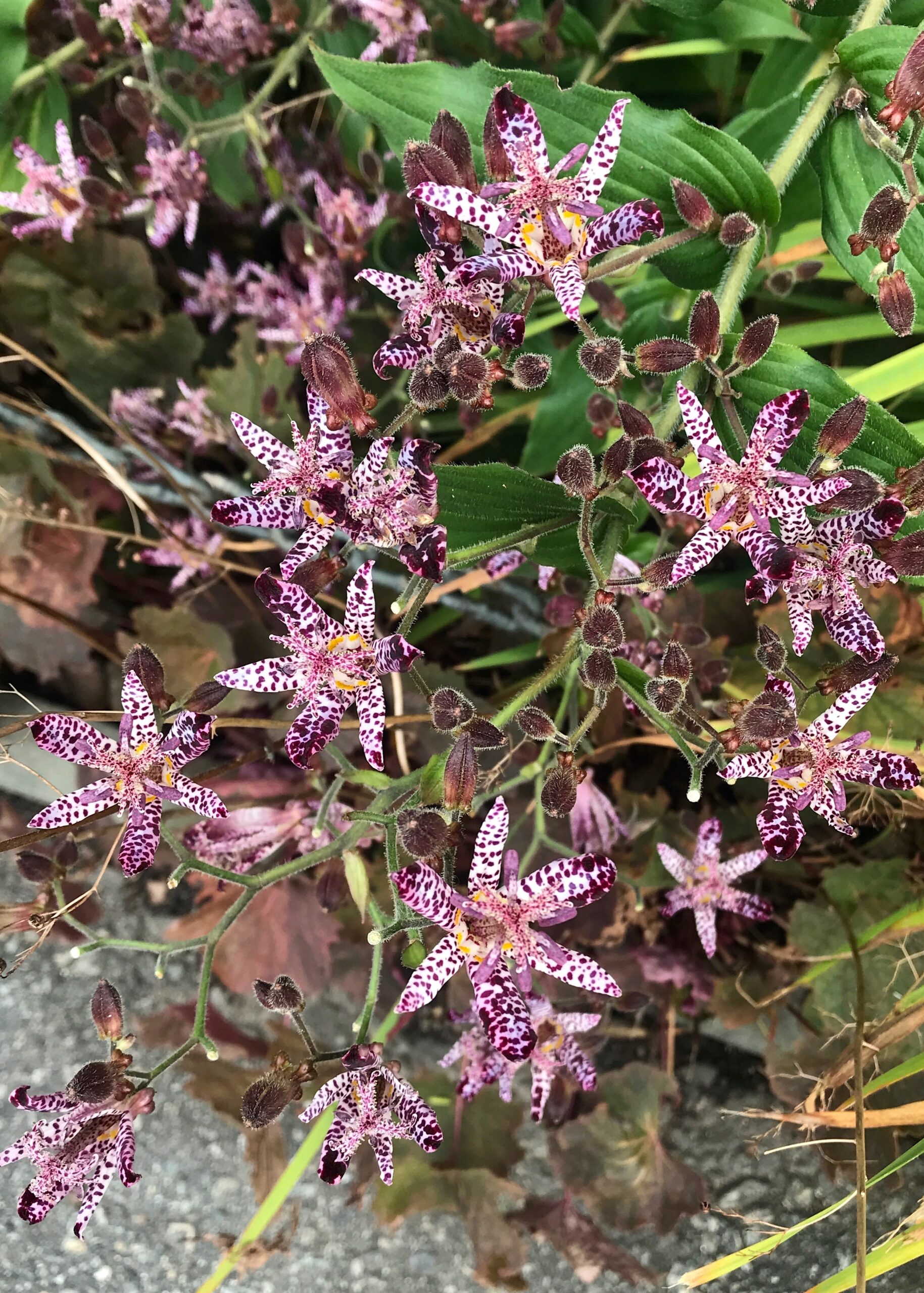 Trycirtis ‘Sinonome’ - toad lily