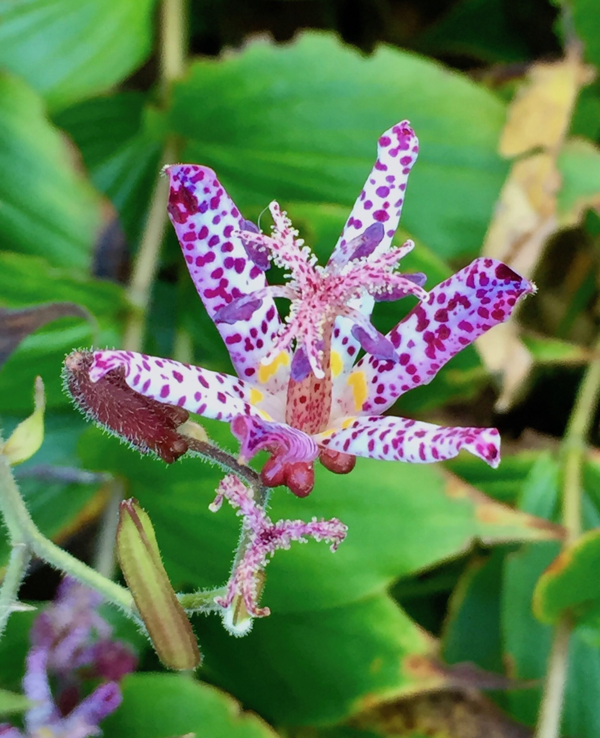 Trycirtis hirta ‘Miyazaki’ - toad lily