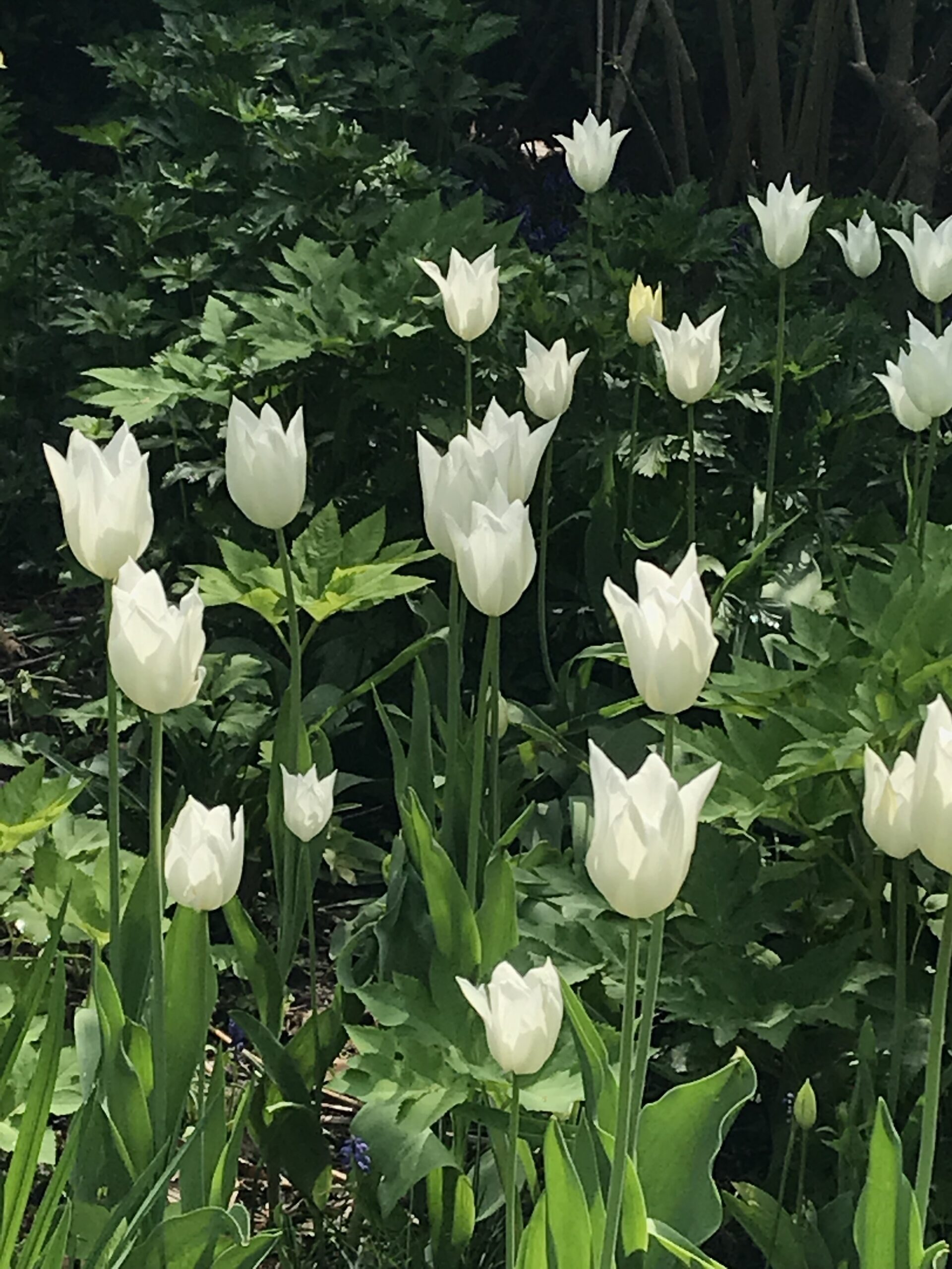 Tulipa ‘White Triumphator’ - tulip