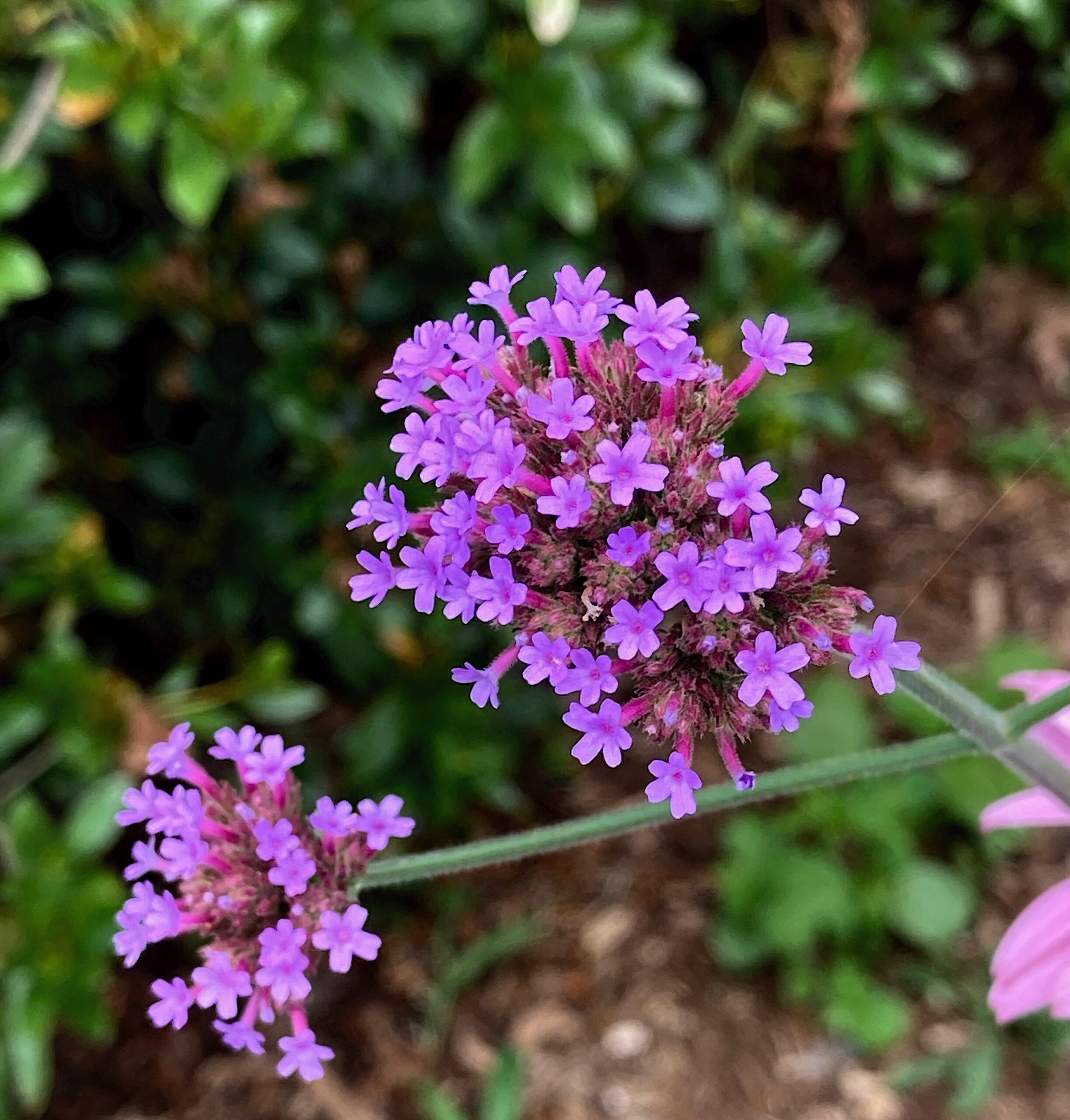 Verbena bonariensis - purpletop vervain