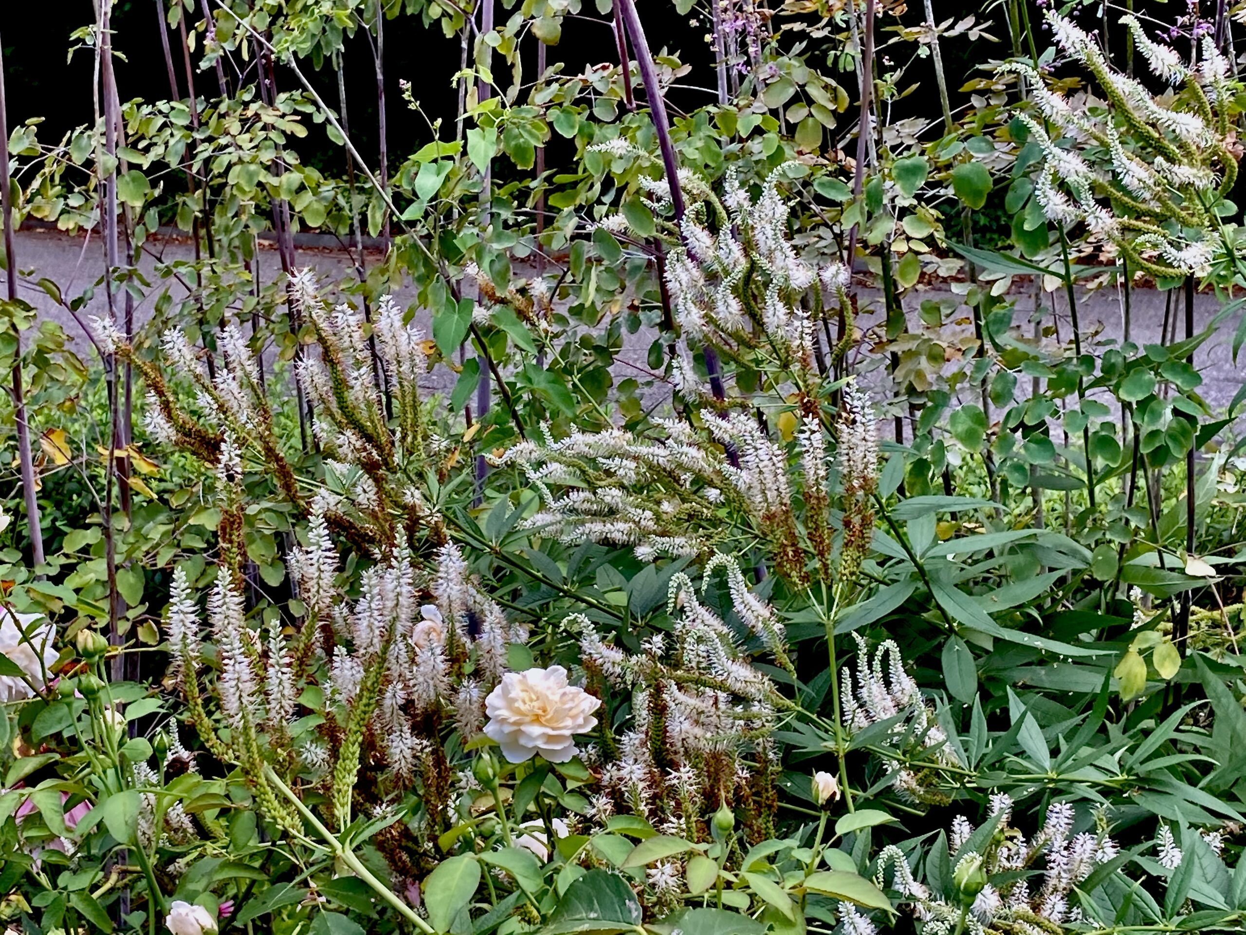 Veronicastrum virginicum - Culver’s root
