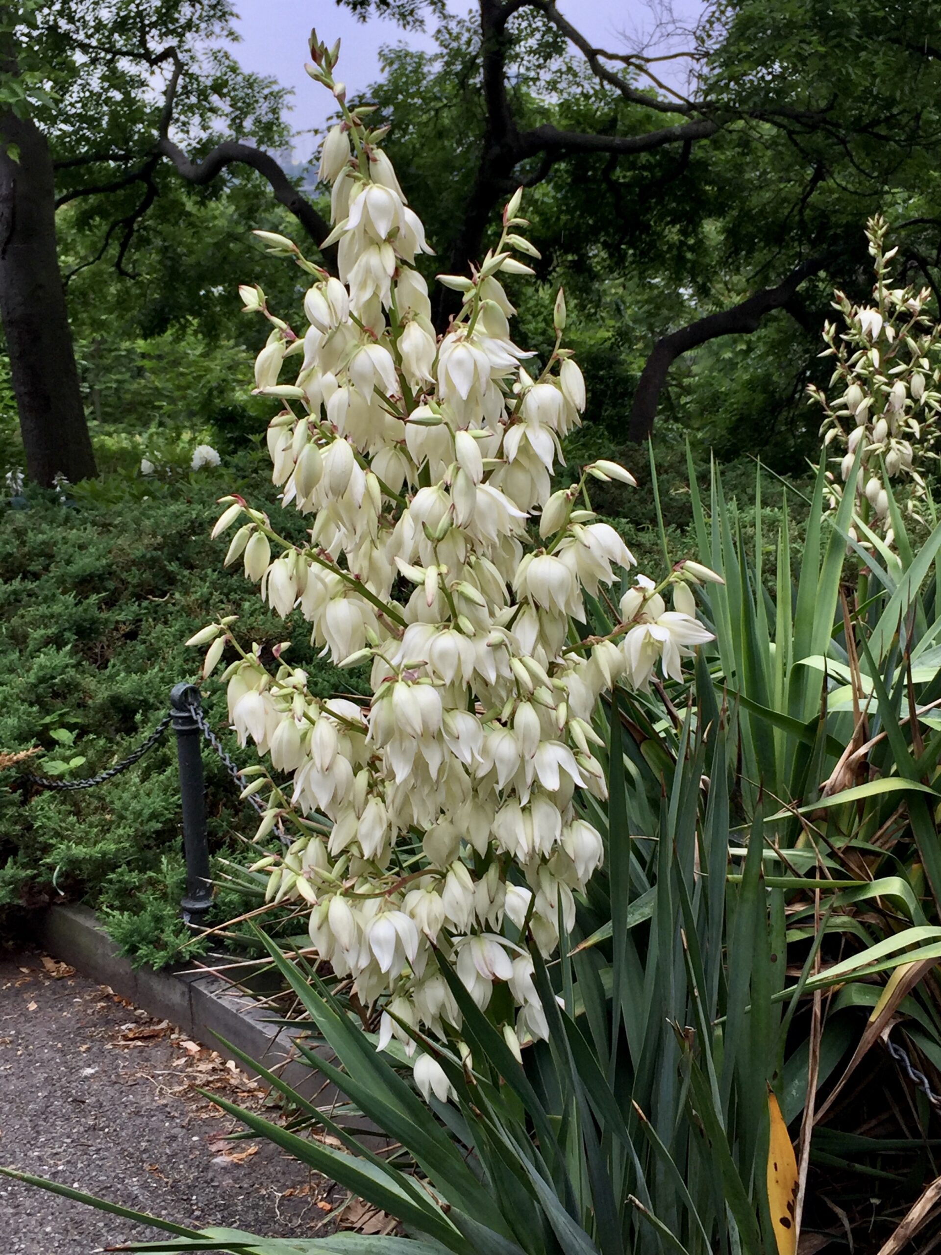 Yucca filamentosa - Adam's needle yucca